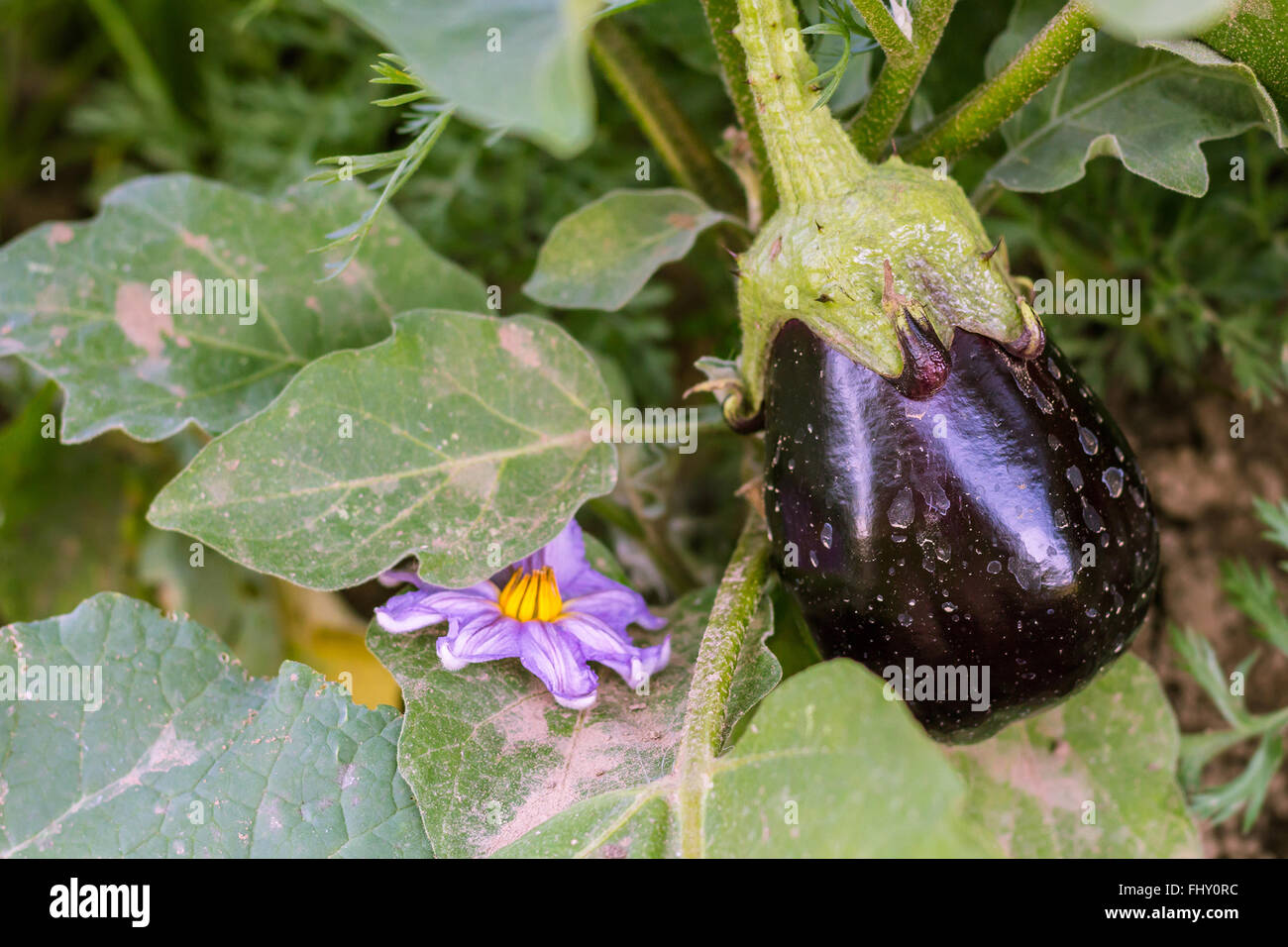 Petite aubergine Banque D'Images