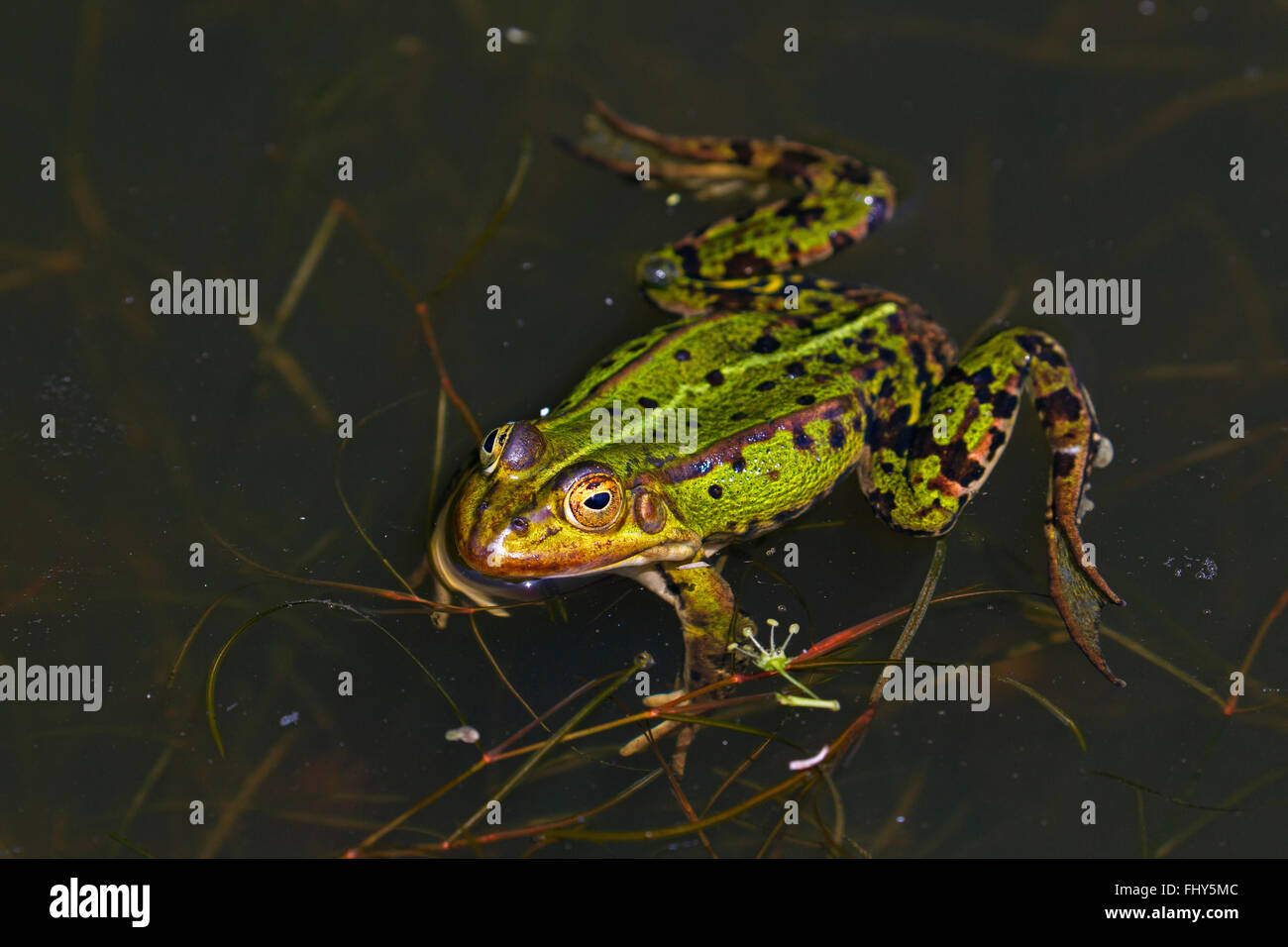 Grenouille comestible / eau commun grenouille / grenouille verte (Pelophylax kl. esculentus / Rana kl. esculenta) flottant dans l'étang Banque D'Images