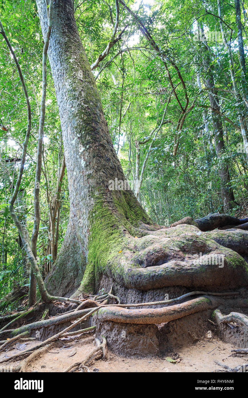 Tige de grand arbre dans la forêt de pluie qui a un big root apparaissent sur le terrain. La racine a moss adhérer sur l'écorce. Banque D'Images