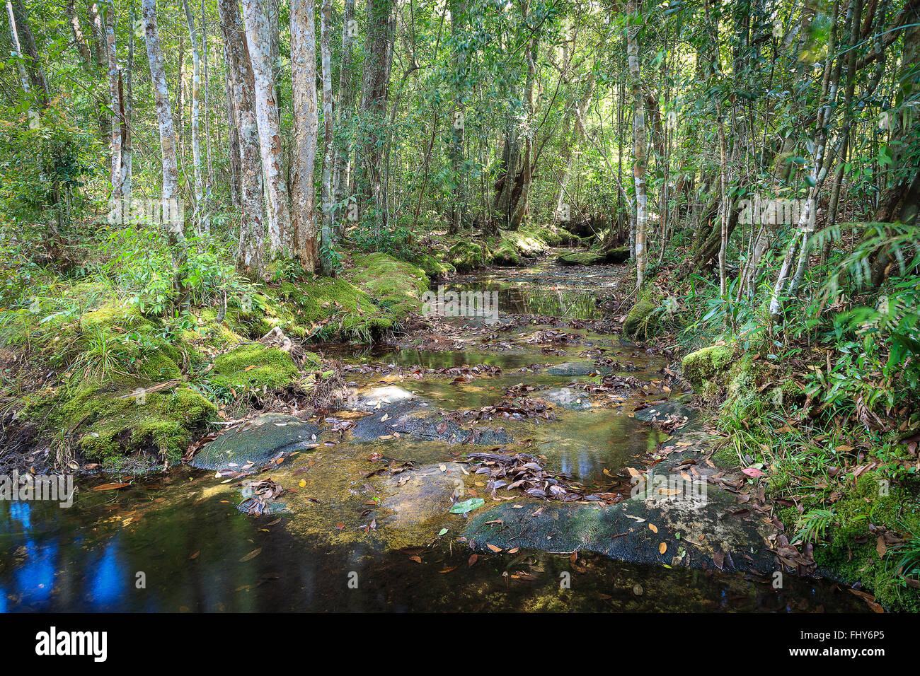 Rivière dans la forêt tropicale le manque d'écoulement de l'eau en raison de l'été. Les pierres sous le chemin de la rivière sont mises en ligne. Banque D'Images