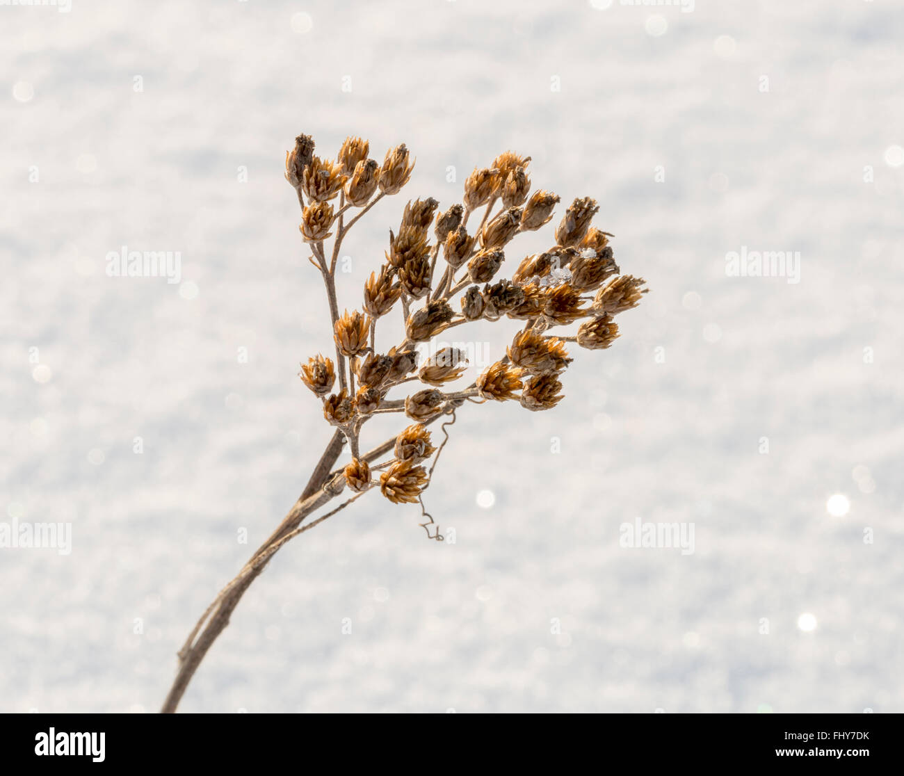Cow Parsley en hiver, Close up Banque D'Images