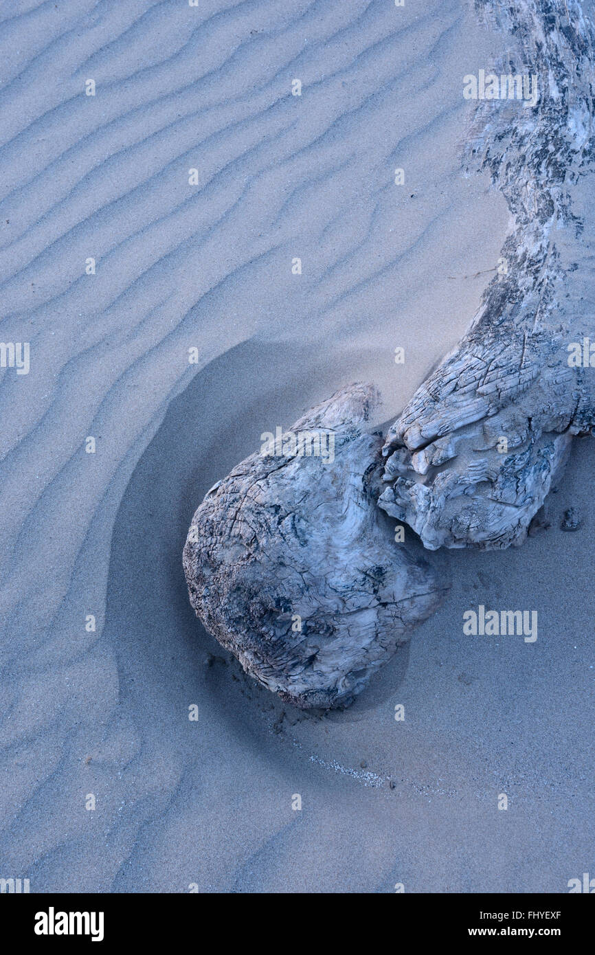 Un grand morceau de bois flotté dérive enveloppé dans du sable. Banque D'Images