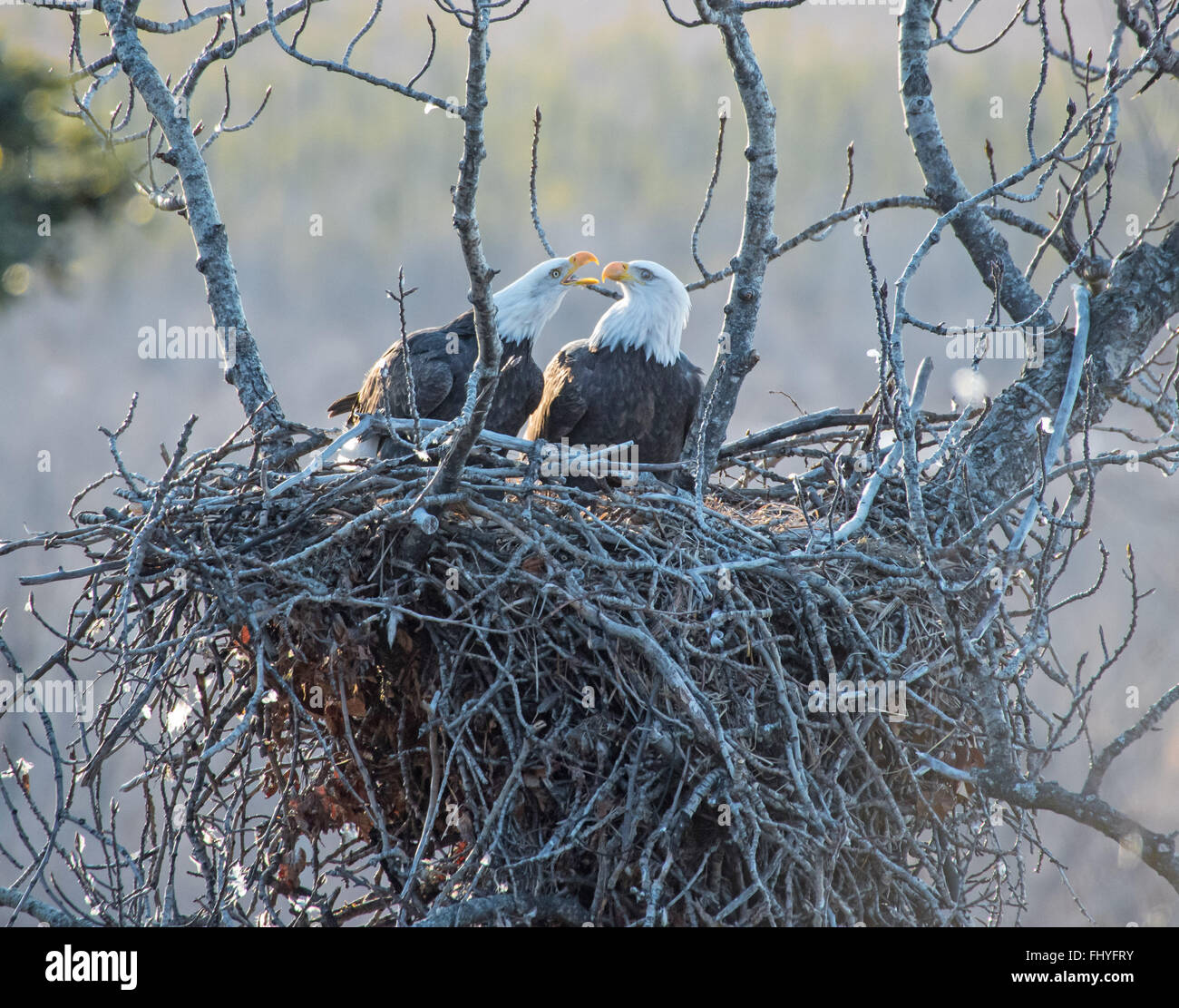 Les pygargues à tête blanche sur le nid dans le sud de l'Alaska Banque D'Images