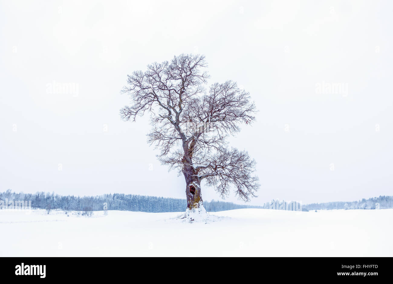 Arbre de chêne en hiver Banque D'Images