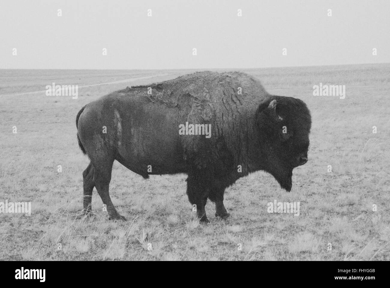 Un bison d'Amérique dans un champ ouvert en noir et blanc sur l'Antelope Island dans l'Utah. Banque D'Images