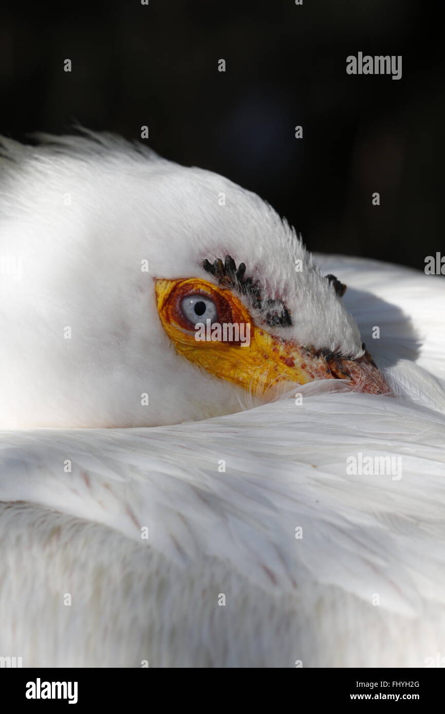 Un gros plan de la face de l'Amérique, Pelecanus erythrorhynchos, Parc National des Everglades Banque D'Images