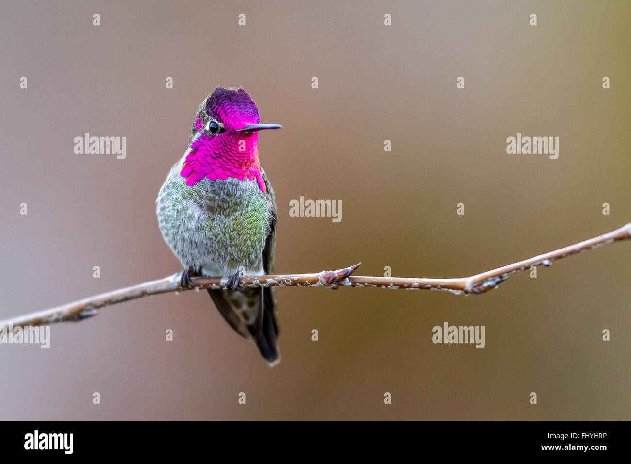 Homme Anna's Hummingbird (Calypte anna) perché sur une branche Banque D'Images