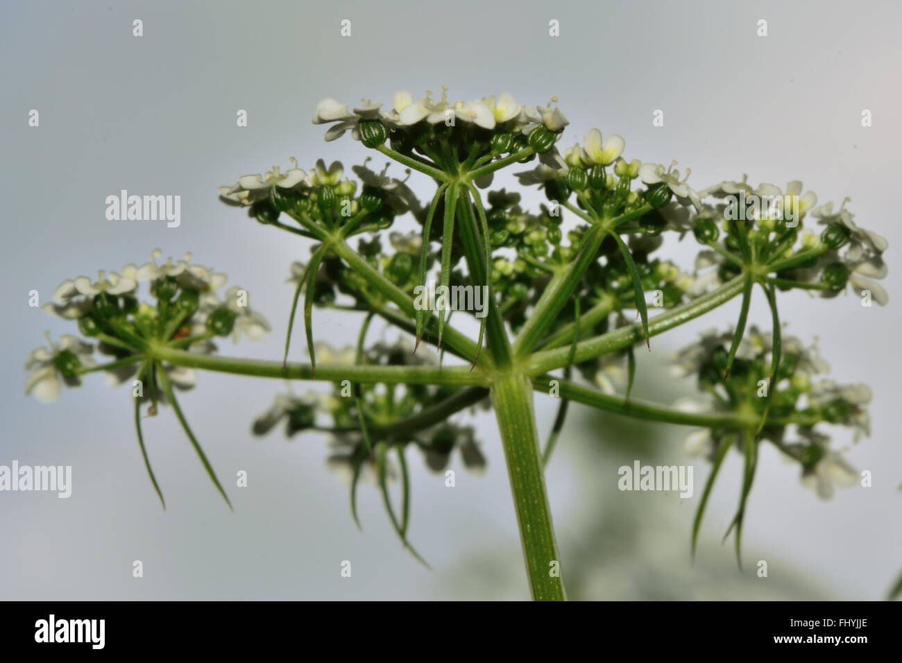Fool's persil (Aethusa cynapium). Plante de la famille de la carotte (Apiaceae), en ombelles de fleurs blanches avec Banque D'Images
