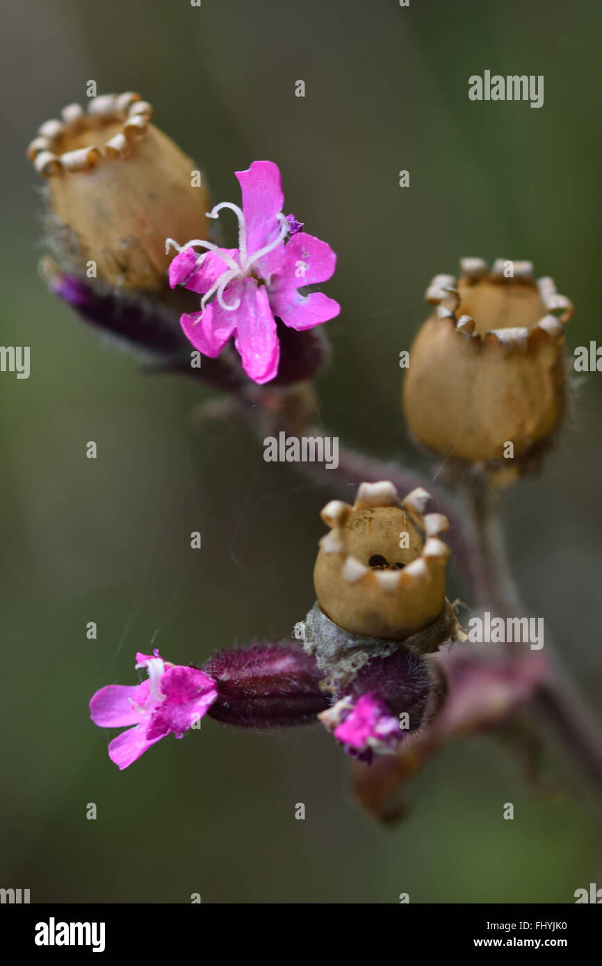 Red (Silene dioica). Une fleur délicate de la famille des Caryophyllaceae, vu d'un angle faible entre l'herbe Banque D'Images