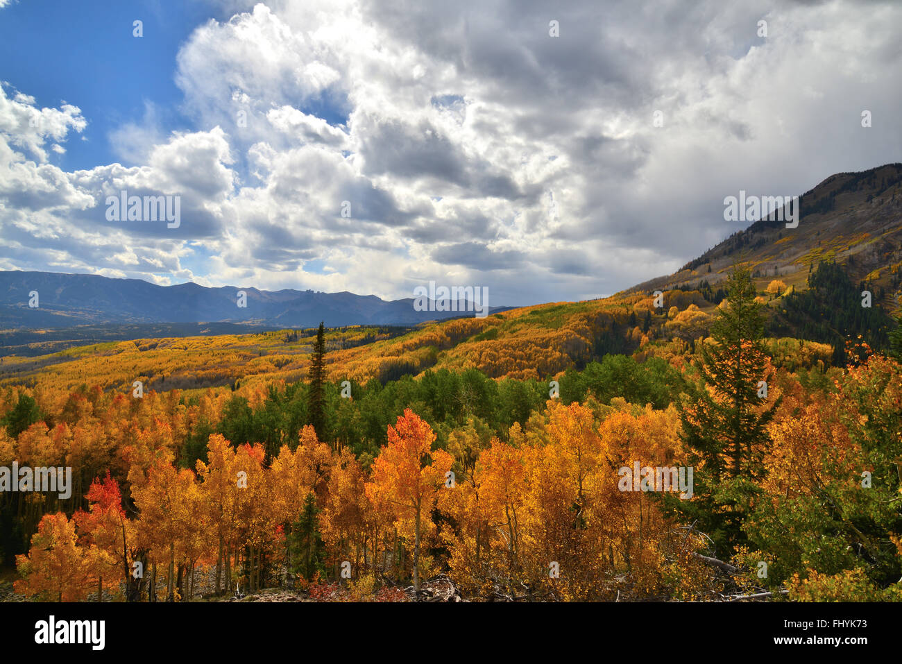 Couleurs d'automne le long de la route forestière 730 à l'Ohio passent près de Crested Butte, Colorado Banque D'Images