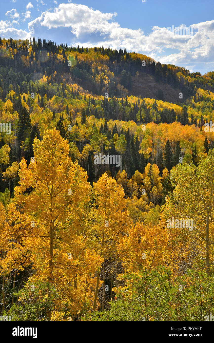 La couleur de l'automne vues le long de la route forestière de 858 Col Owl Creek à environ 20 milles à l'ouest de Ridgway, Colorado, et dans les grandes Cimarron Banque D'Images