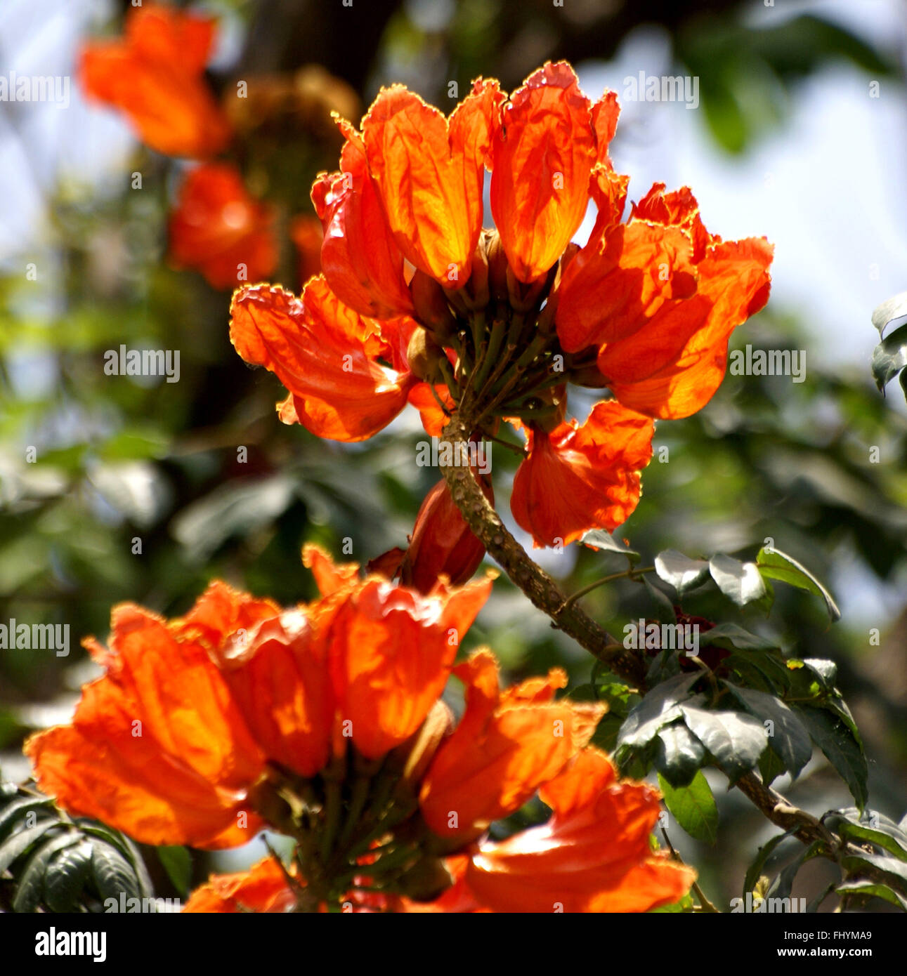 Spathodea campanulata, African Tulip Tree, arbre Fontaine, arbres d'ornement avec orange rougeâtre fleurs en forme de coupe Banque D'Images