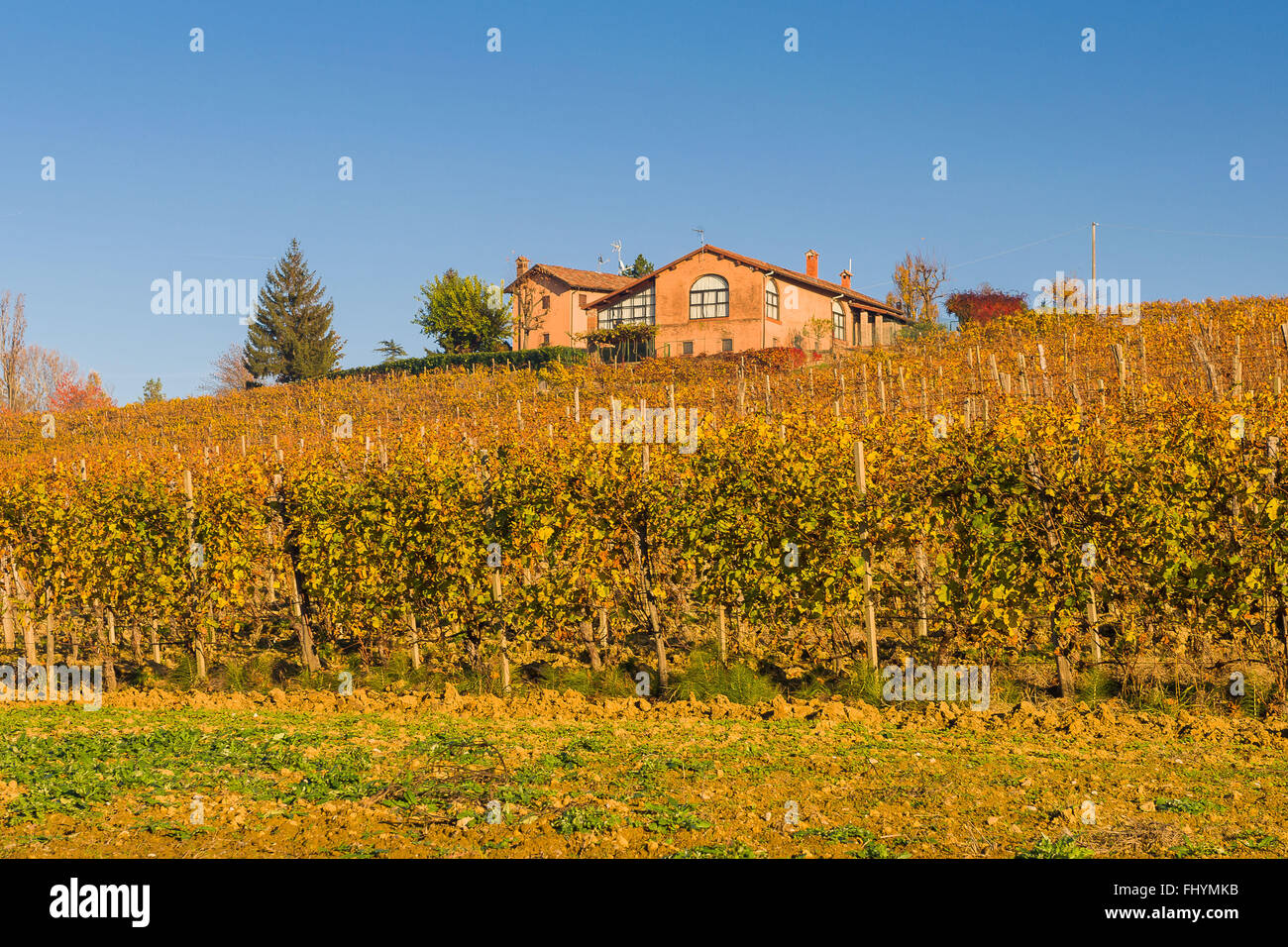 Vignoble italien jaune en automne, situé dans le Piémont. Banque D'Images