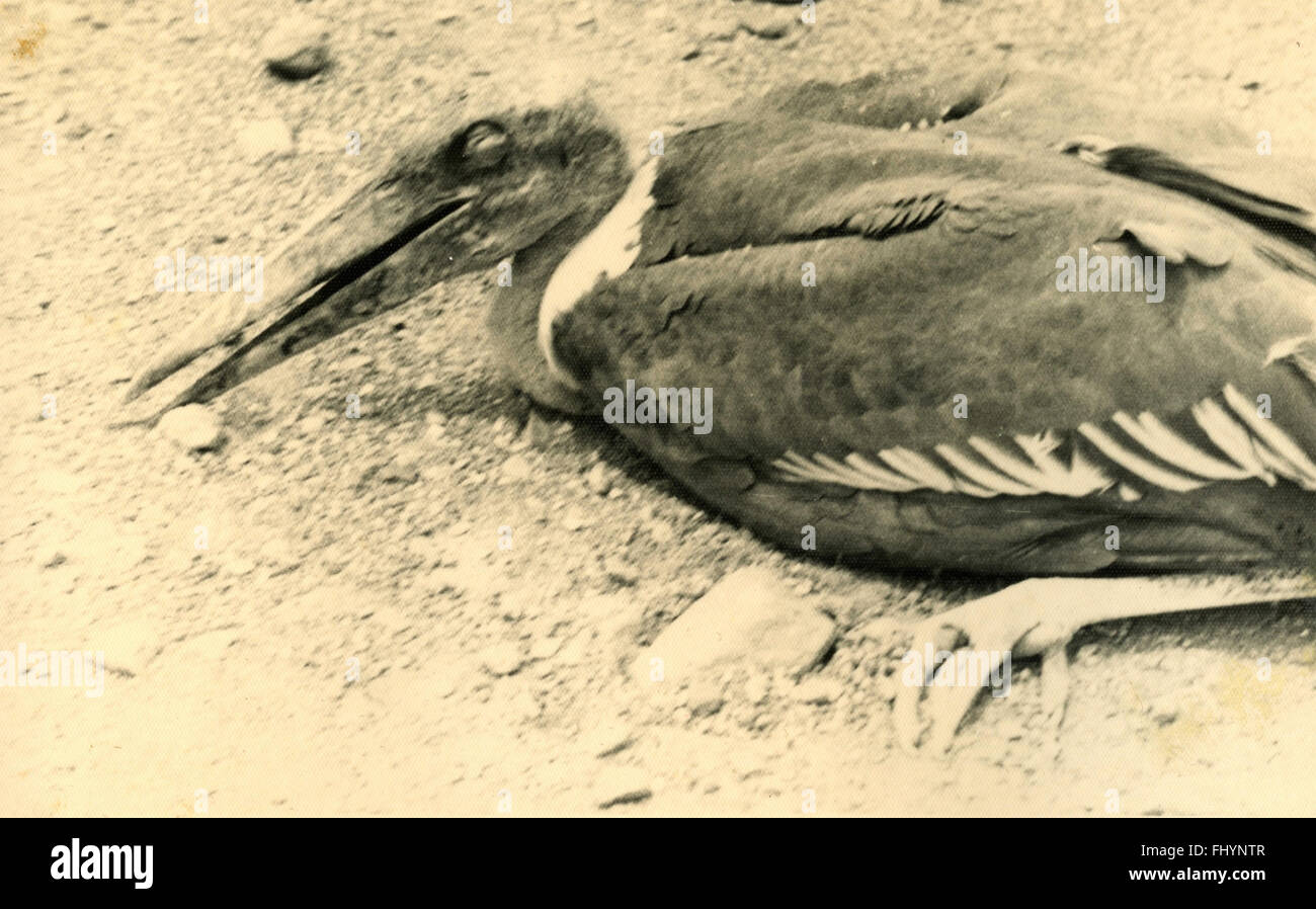Oiseau mort, Ethiopie Banque D'Images