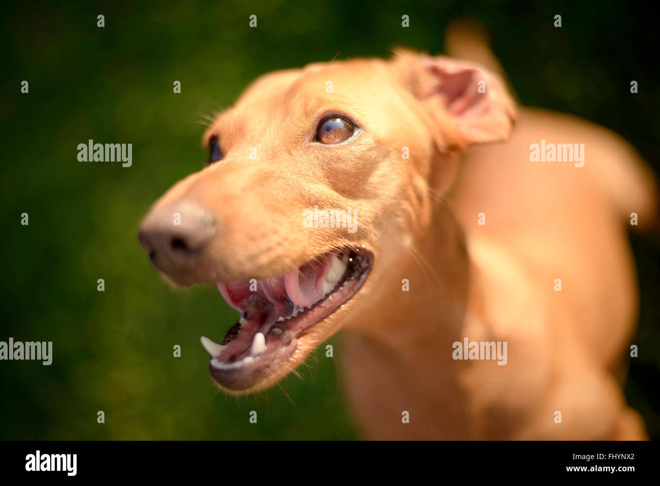 Portrait de chien avec la bouche ouverte. Banque D'Images