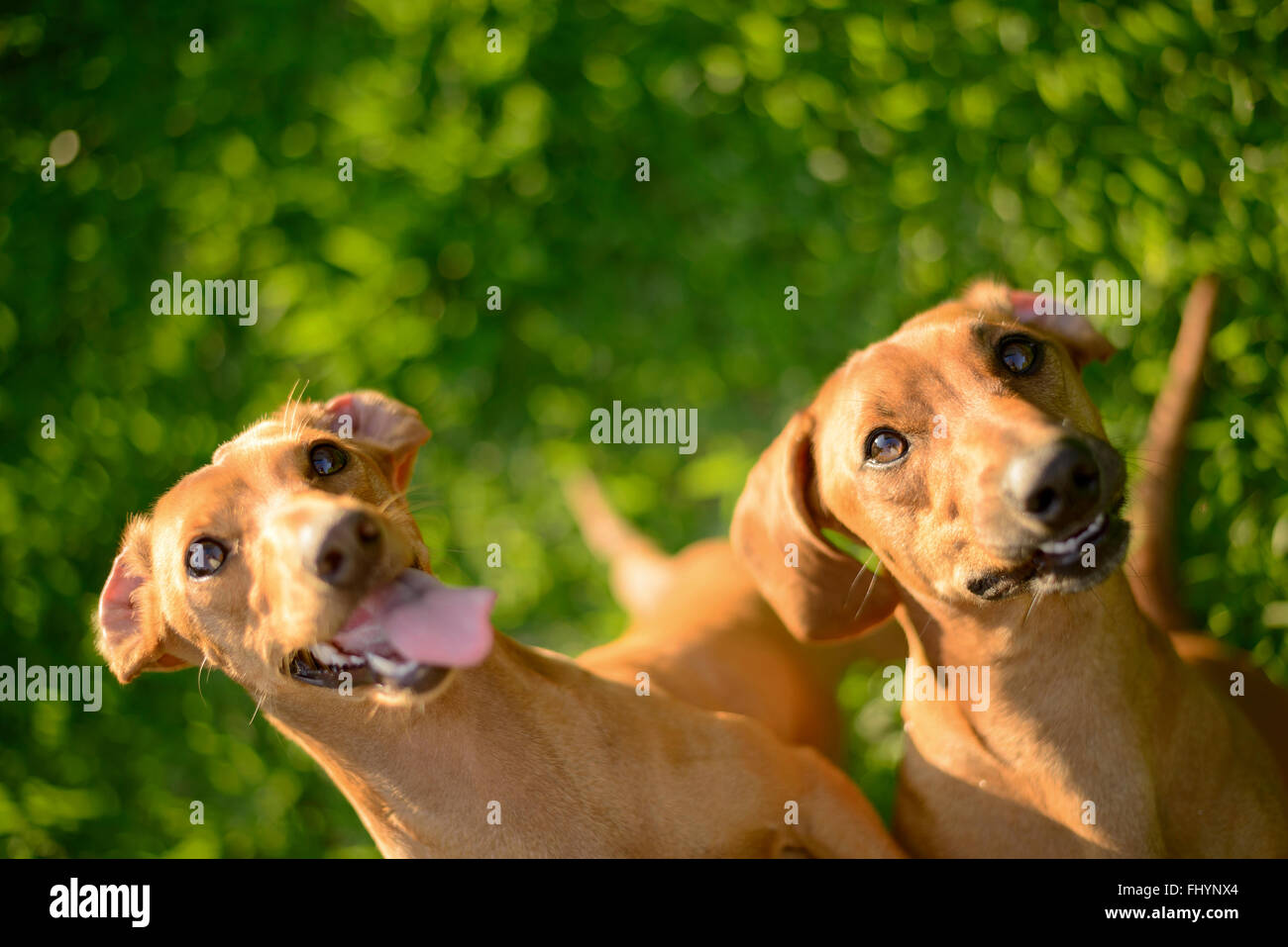 Portrait de deux chiens, high angle. Banque D'Images