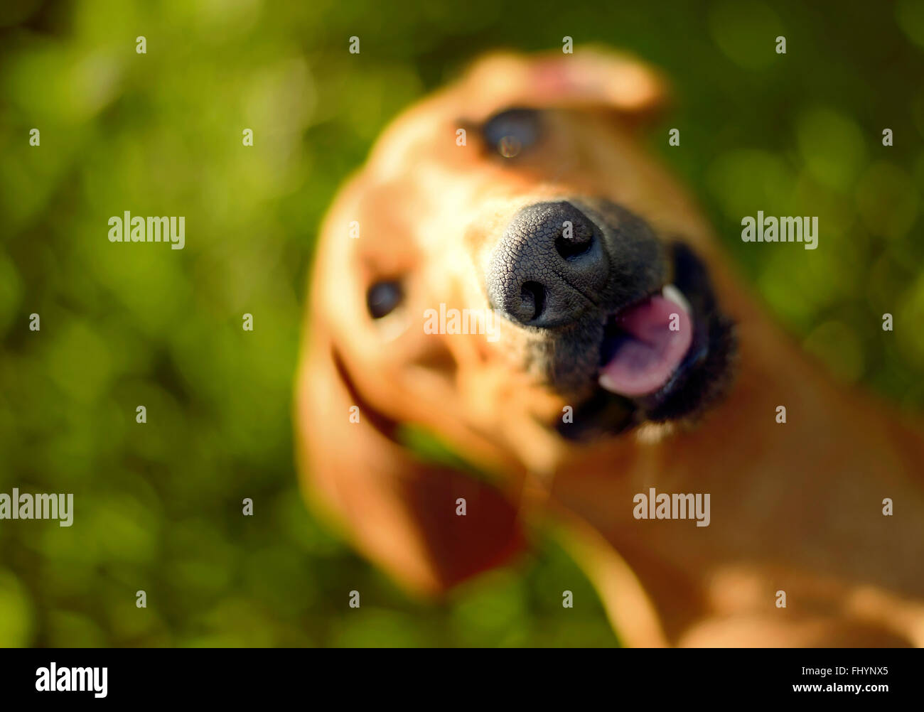 Portrait de chien à la recherche jusqu'à l'appareil photo. Banque D'Images
