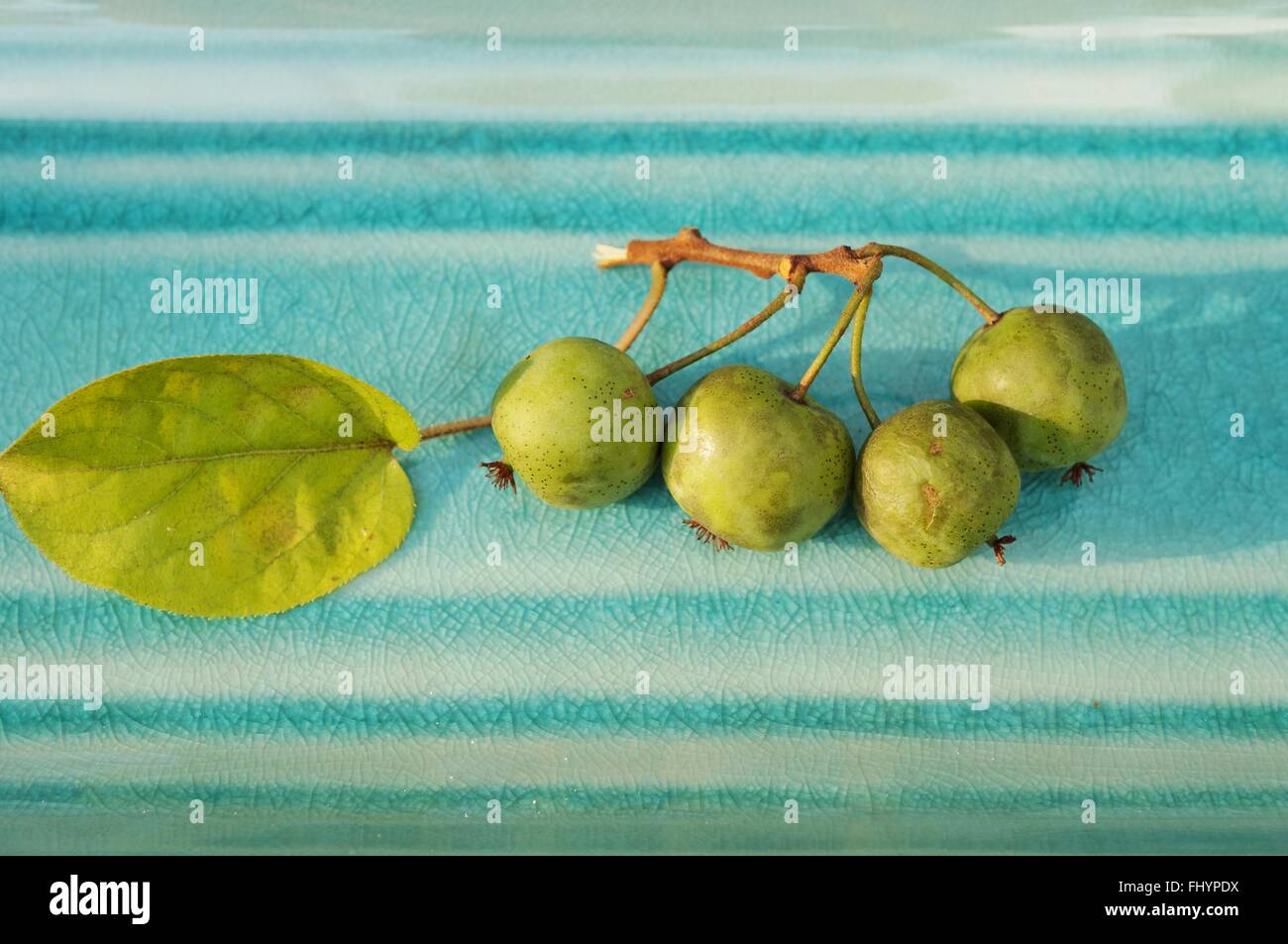 Branche de baies kiwi bébé sur une plaque bleue Banque D'Images