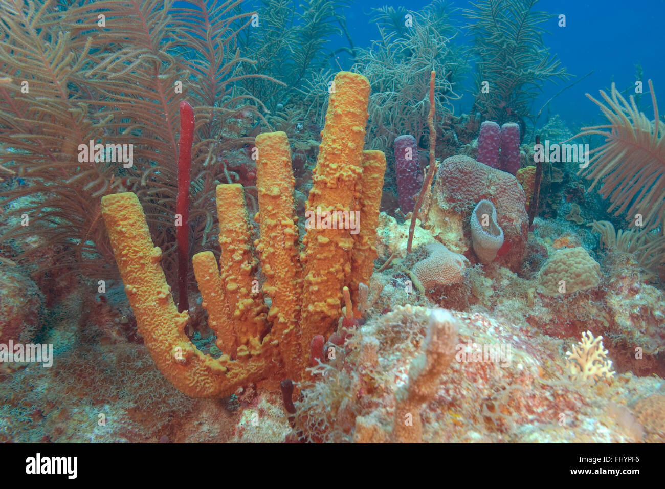 Les récifs coralliens tropicaux avec éponge de mer et mer fans Banque D'Images