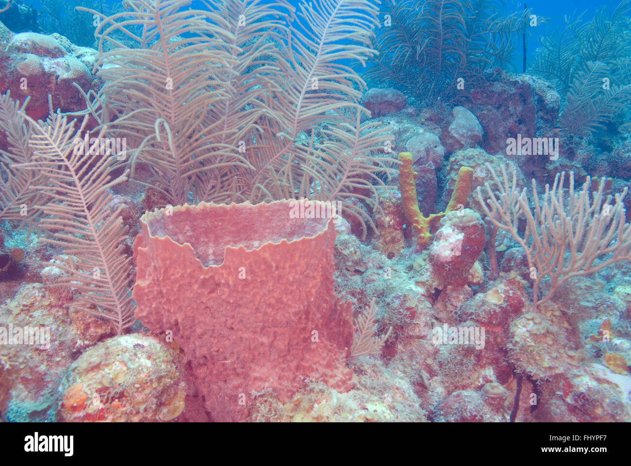 Les récifs coralliens tropicaux avec éponge de mer et mer fans Banque D'Images