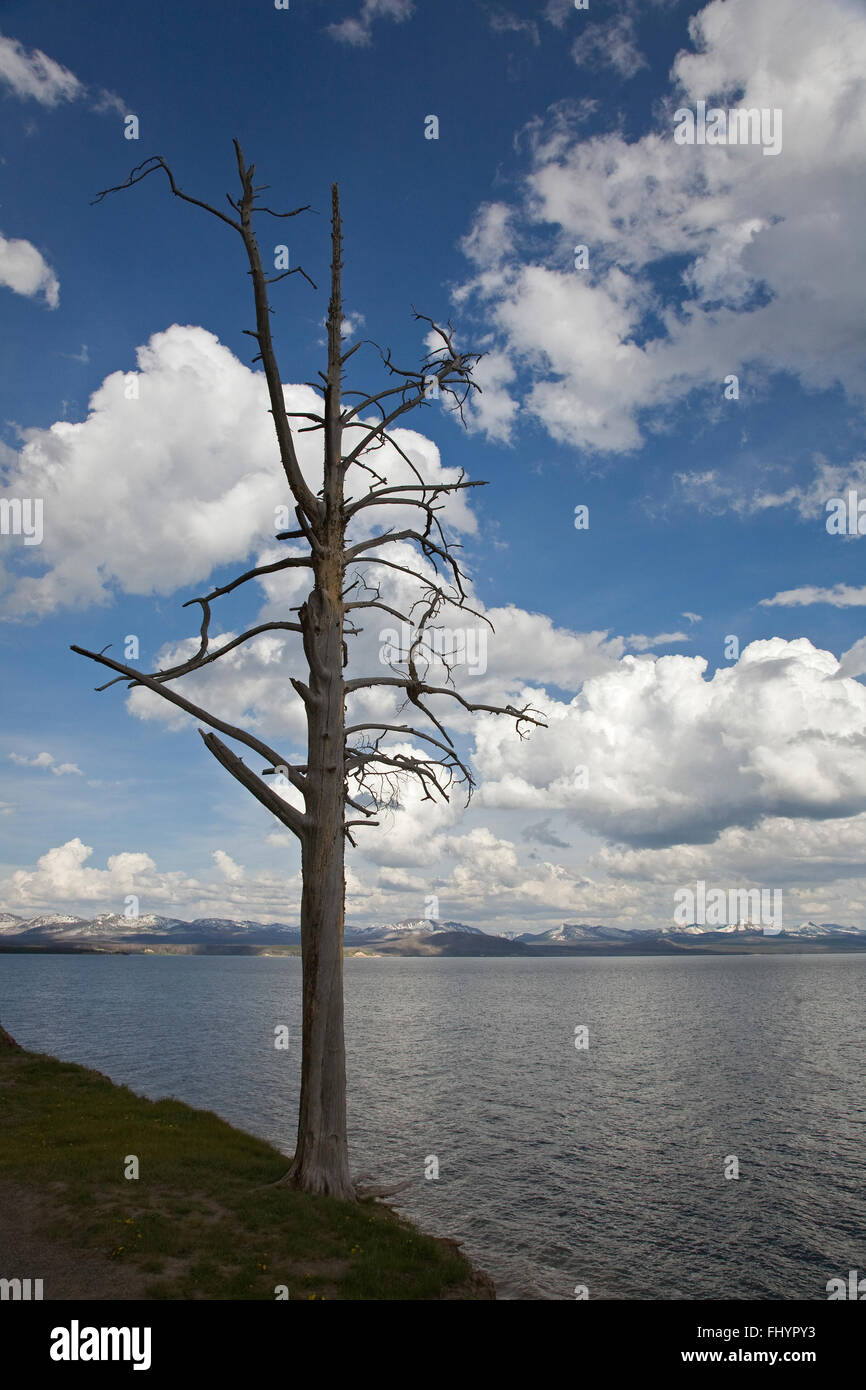 CUMULUS se forment au-dessus du lac de Yellowstone - Parc national de Yellowstone, Wyoming Banque D'Images