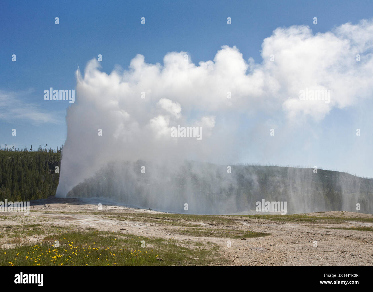 OLD Faithful Geyser en éruption toutes les heures de l'envoi jusqu'à 8 400 gallons d'eau bouillante 184 pieds en l'air - Parc national de Yellowstone Banque D'Images