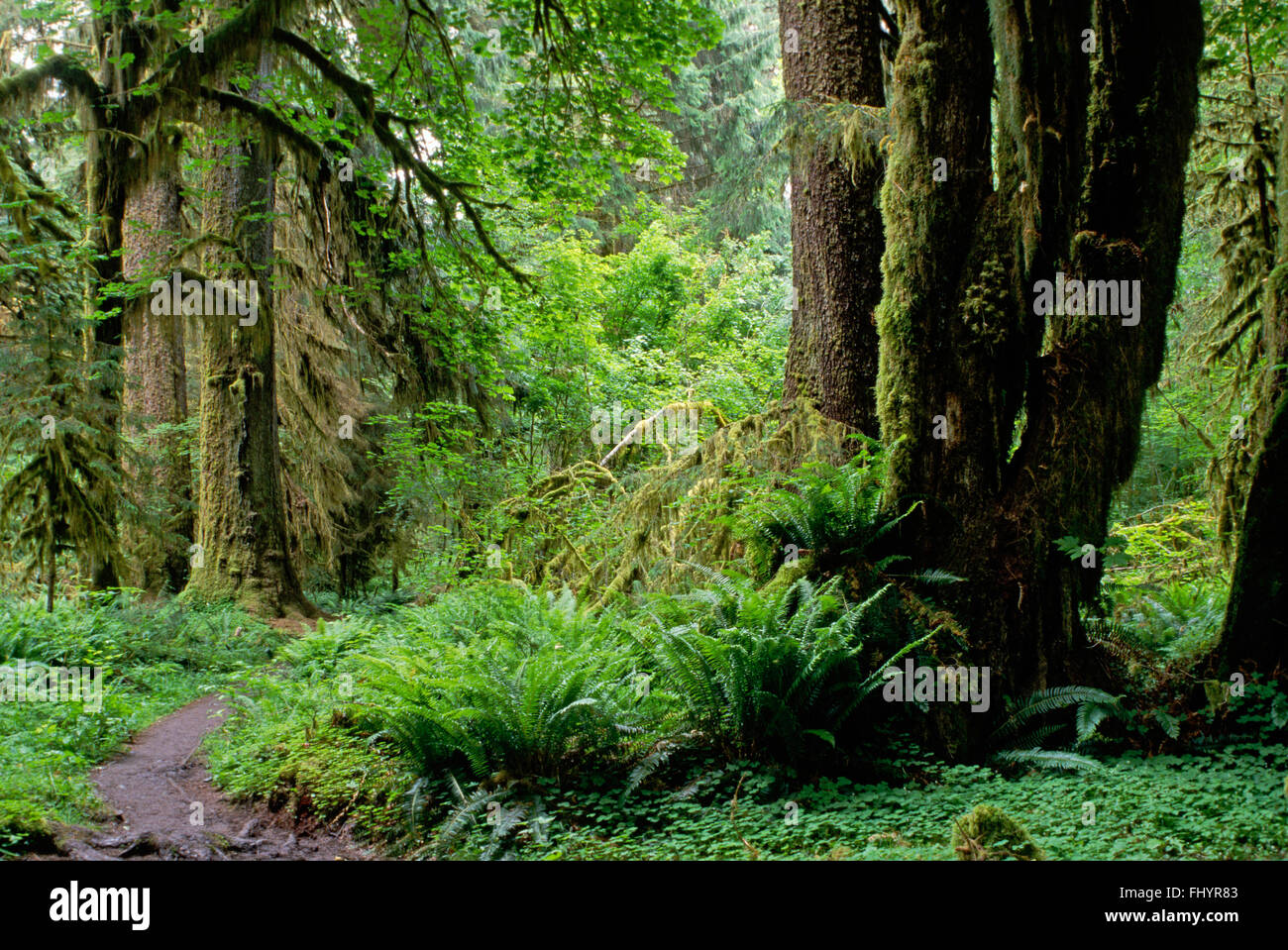 Le hall de mousses sentier dans la forêt tropicale de Hoh - OLYMPIC NATIONAL PARK, WASHINGTON Banque D'Images