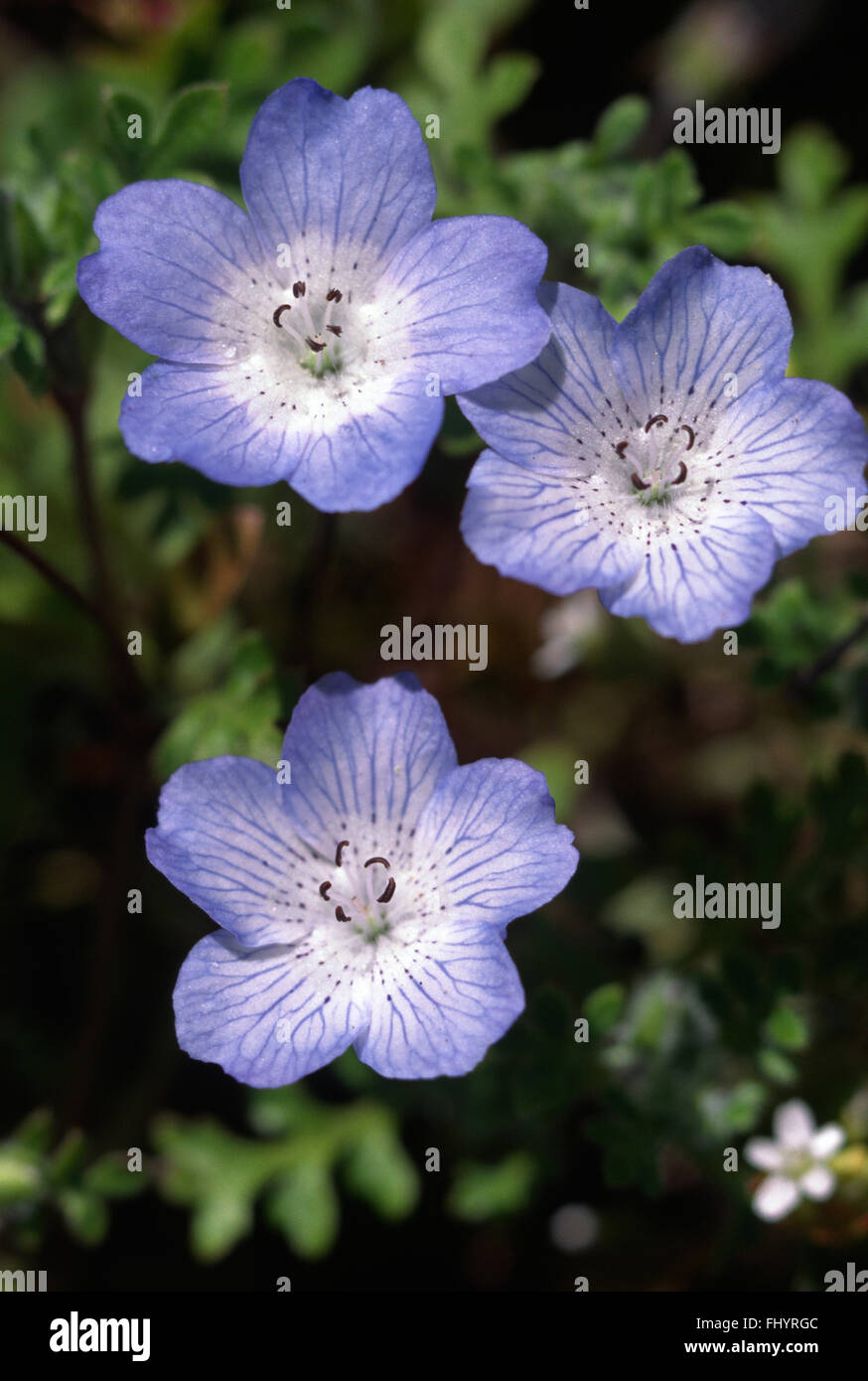 Baby Blue Eyes (nemophilia menziesii) en fleurs - Californie Banque D'Images
