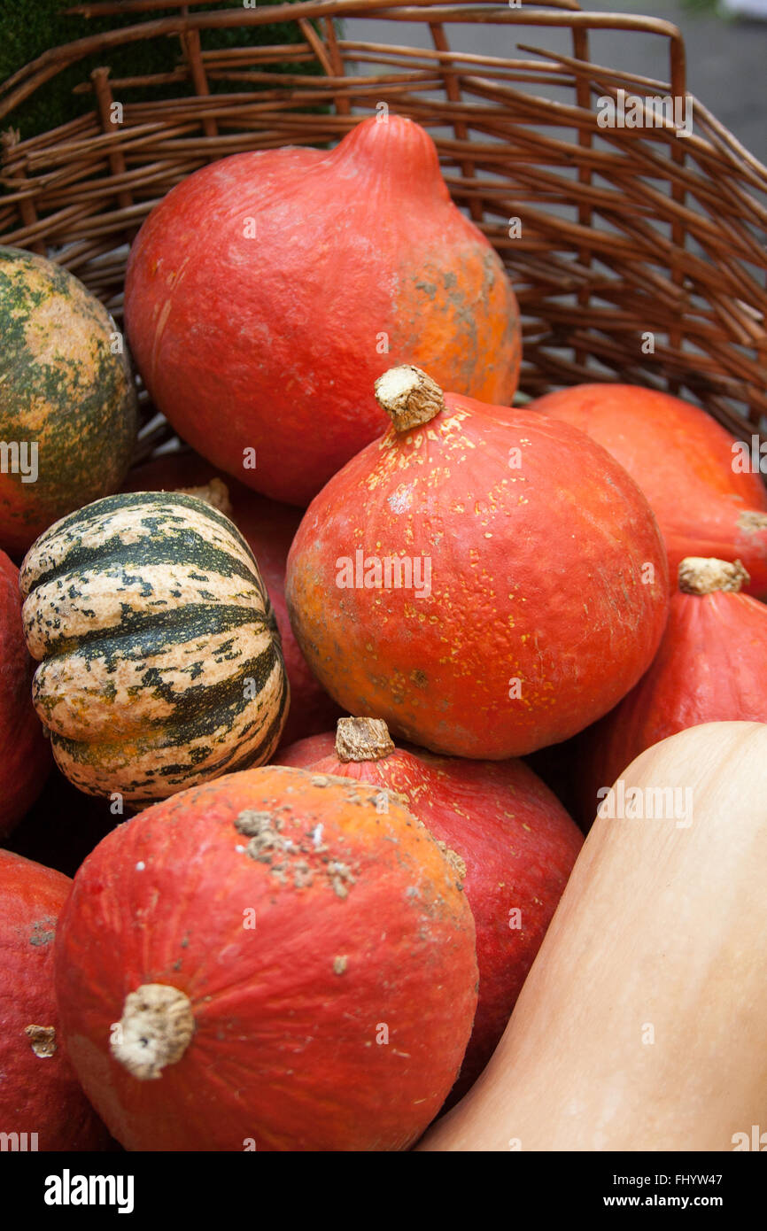Citrouilles courges d'hiver Banque D'Images
