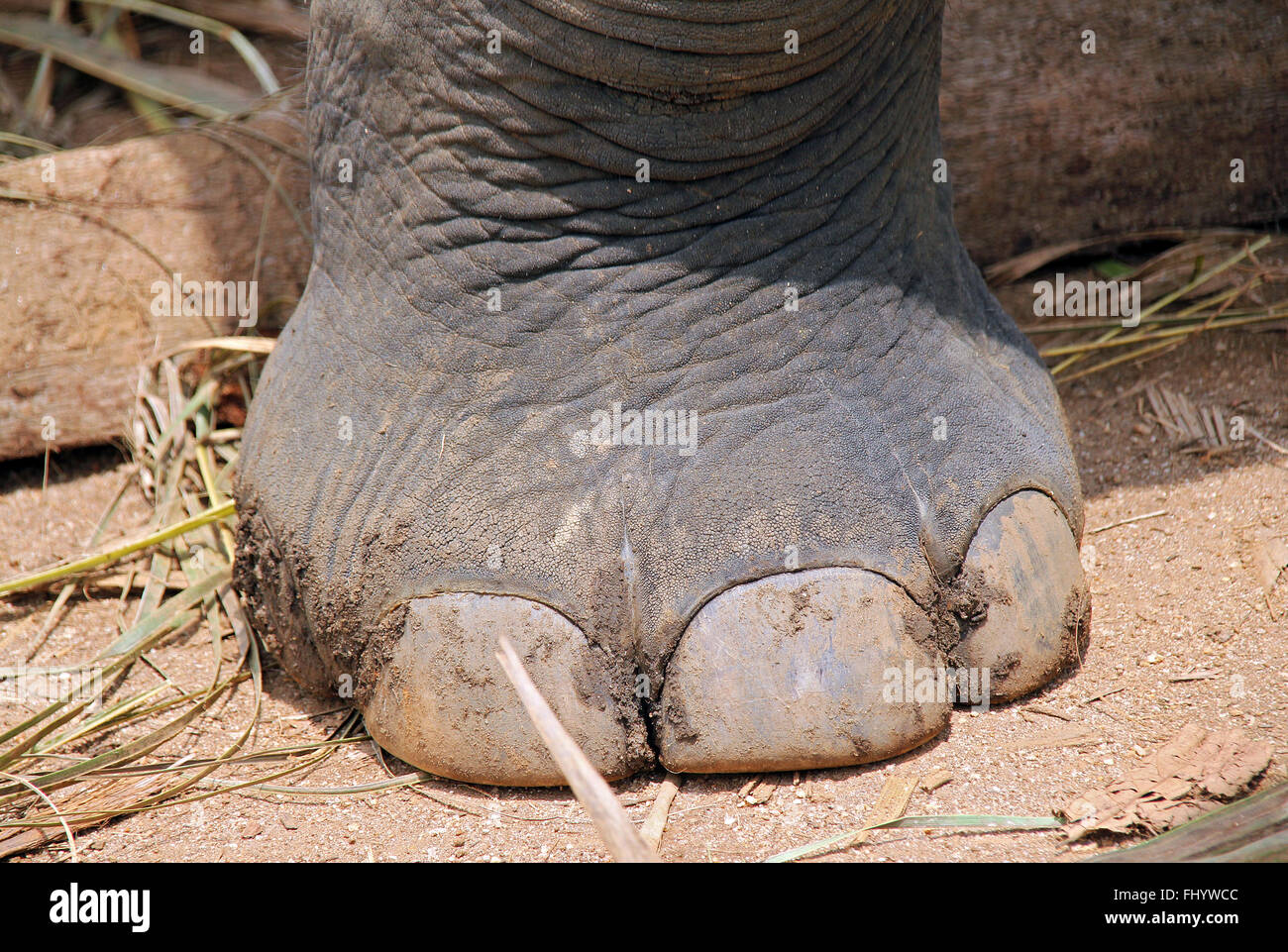 Gros plan d'un pied d'éléphant. Pinnawela, Sri Lanka Banque D'Images