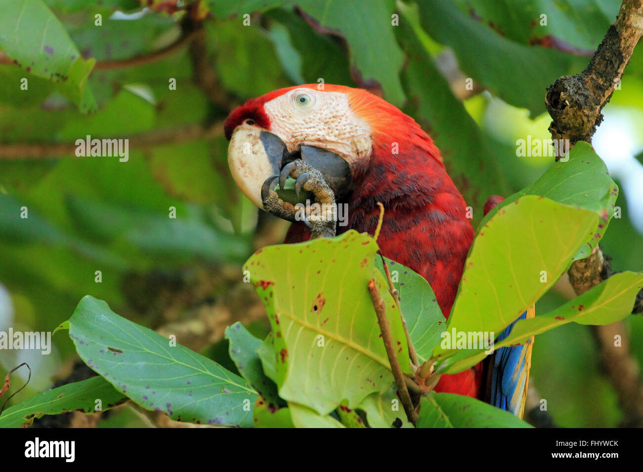 Ara rouge (Ara macao) manger un fruit. San Pedrillo, Corcovado, Costa Rica Banque D'Images