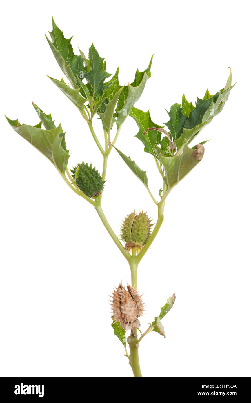 Thornapple toxiques intensément (Datura stramonium) on white Banque D'Images