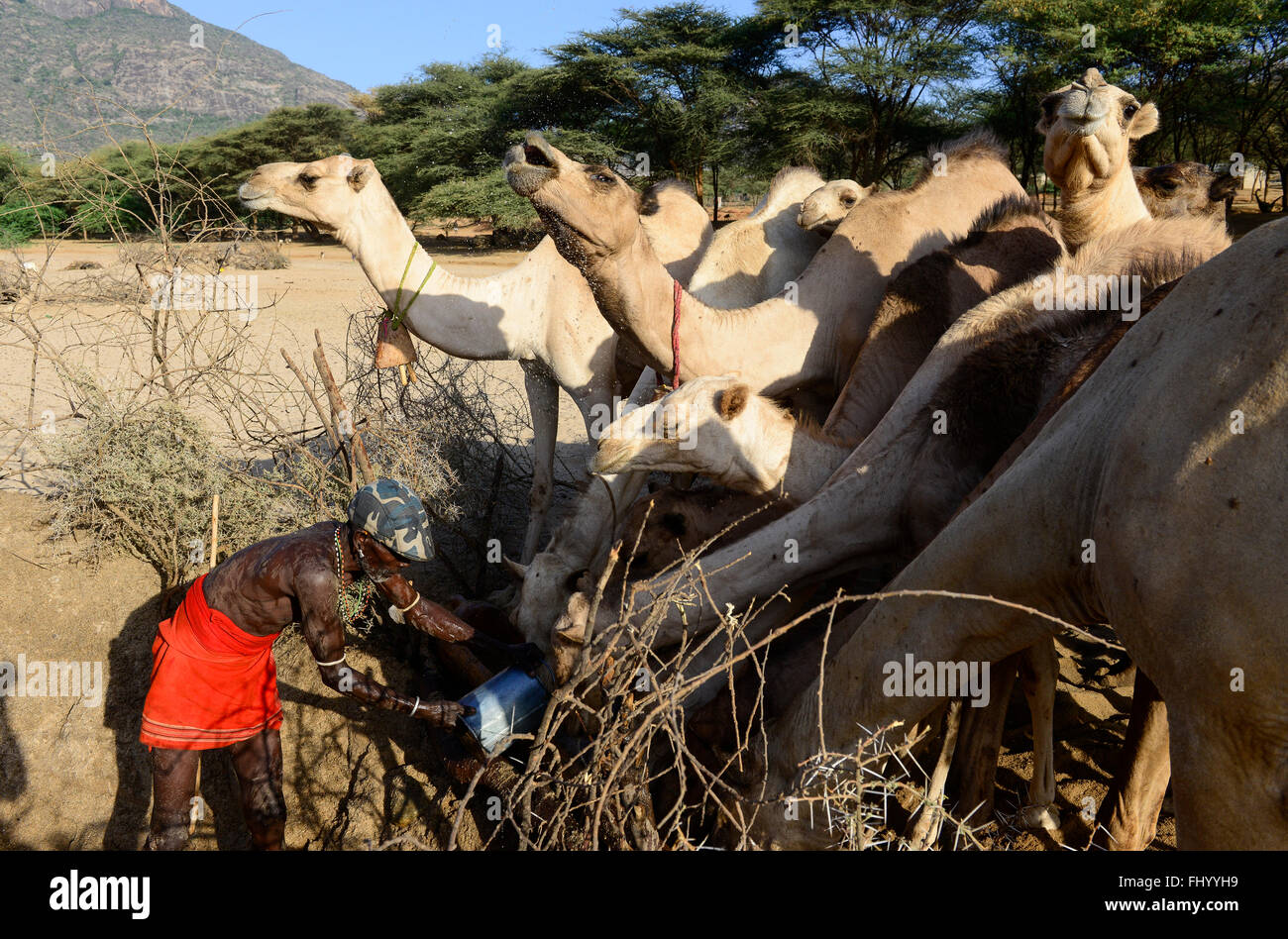 KENYA Samburu, Marsabit, tribu pastoral village Samburu Ngurunit, chameaux,  obtenir de l'eau de trou d'eau clôturé avec des arbustes épineux en lit de  rivière à sec de la rivière Ngurunit / KENYA,