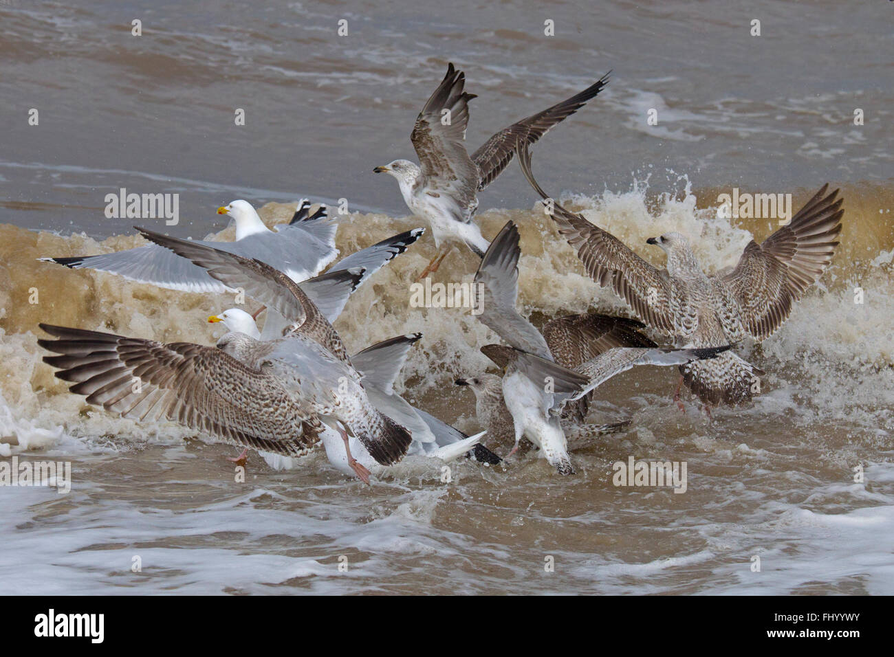 Le Goéland argenté Larus argentatus jeunes oiseaux se nourrissant dans East Coast surf Banque D'Images