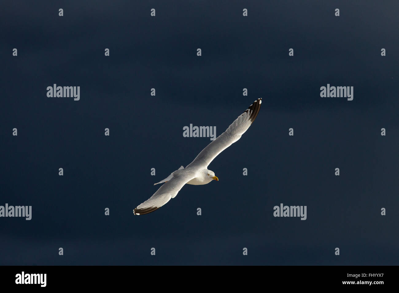 Goélands argentés Larus argentatus en vol contre un ciel orageux au-dessus de la mer du Nord Norfolk Banque D'Images