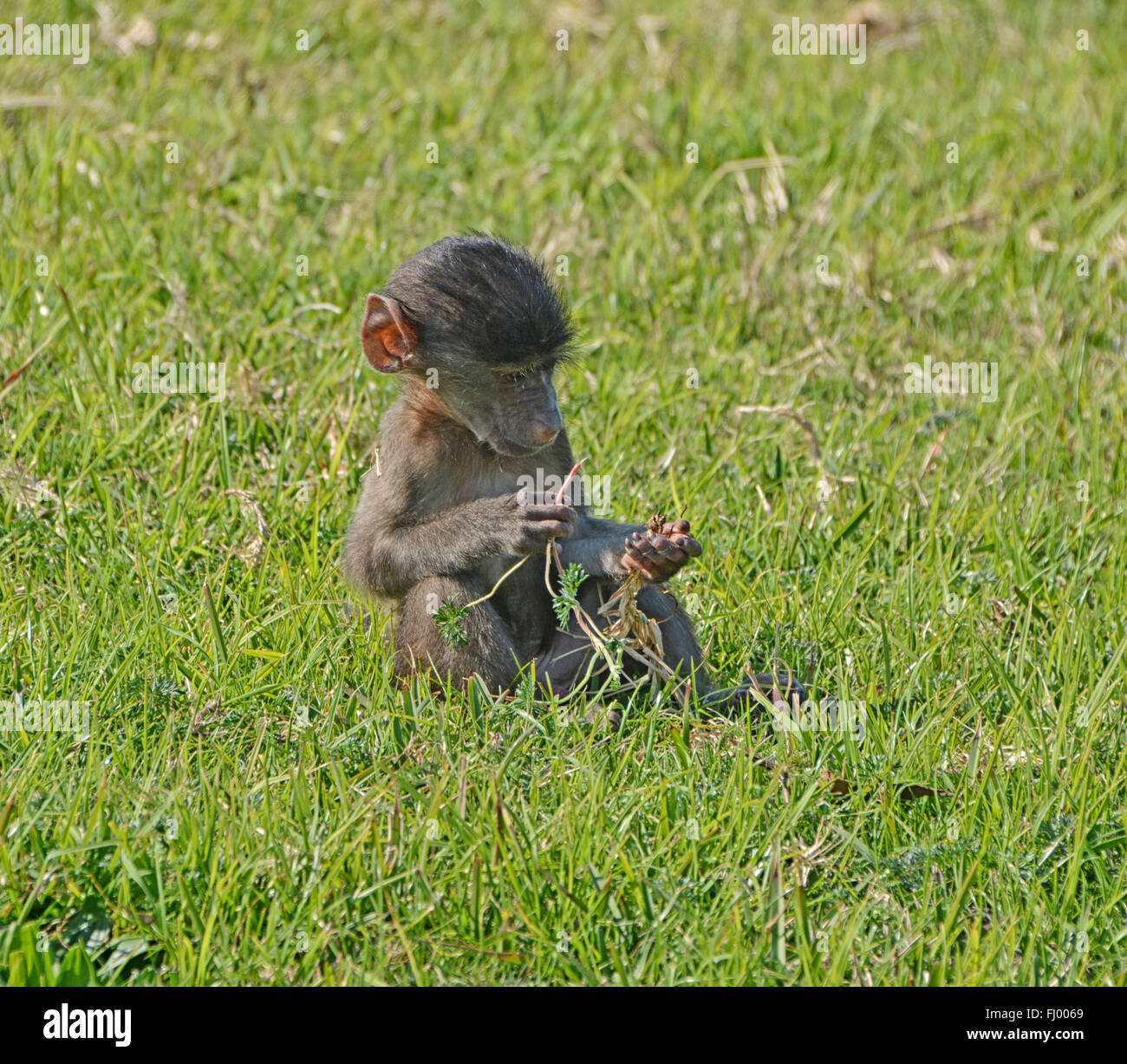 Un bébé babouin Chacma ses enquêtes de base, Afrique du Sud Banque D'Images