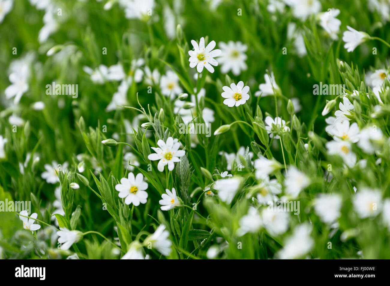 Blanc de printemps fleurs forêt Caryophillaceae Stellaria et herbe verte Banque D'Images Blanc de printemps fleurs forêt Caryophillaceae Stellaria et herbe verte Banque D'Images