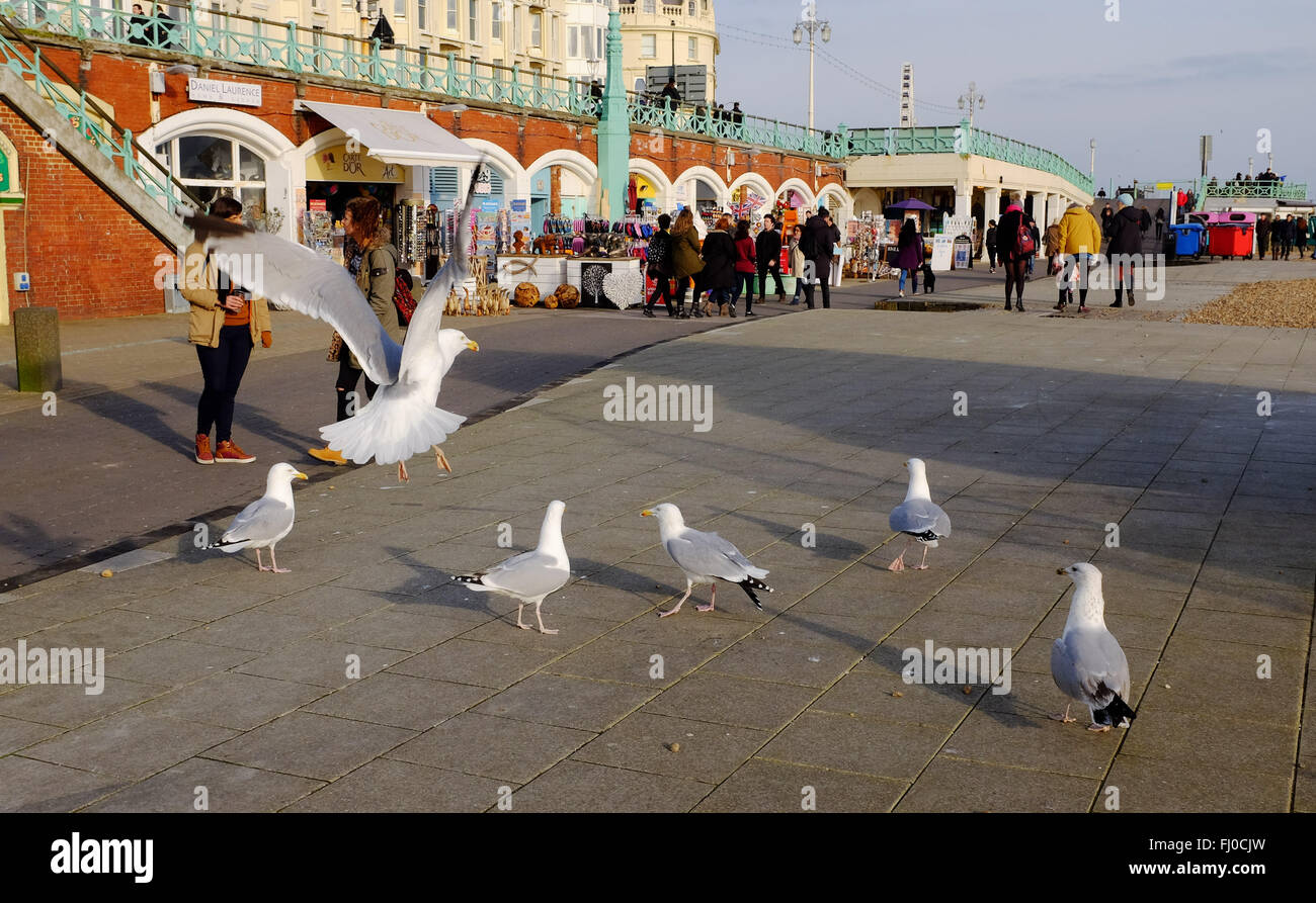 Mouettes attendre pour l'alimentation sur le front de mer de Brighton UK Banque D'Images