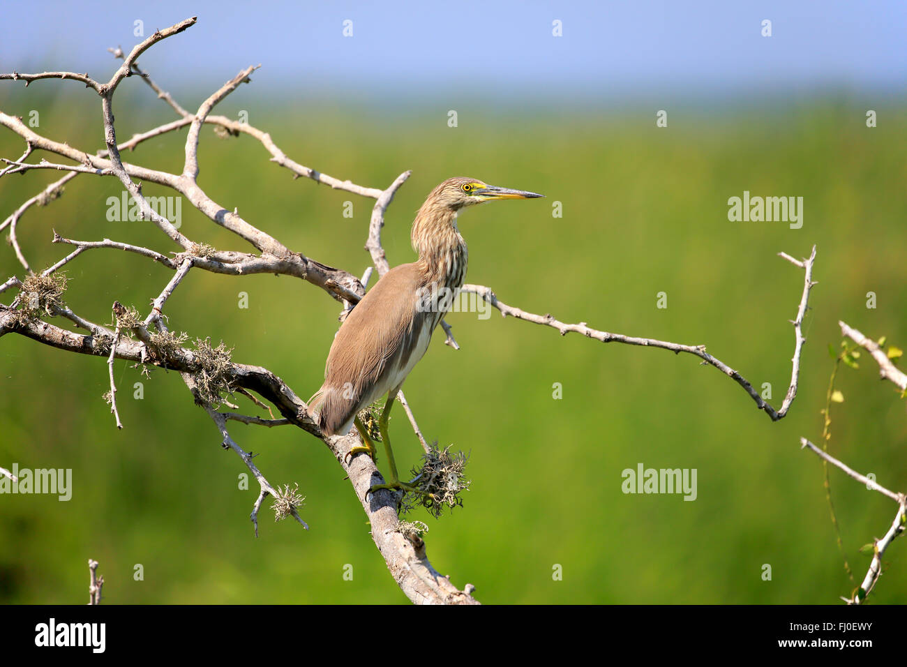 Indian Pond Heron, des profils sur l'arbre, le parc national de Bundala, Sri Lanka, Asie / (Ardeola grayii) Banque D'Images