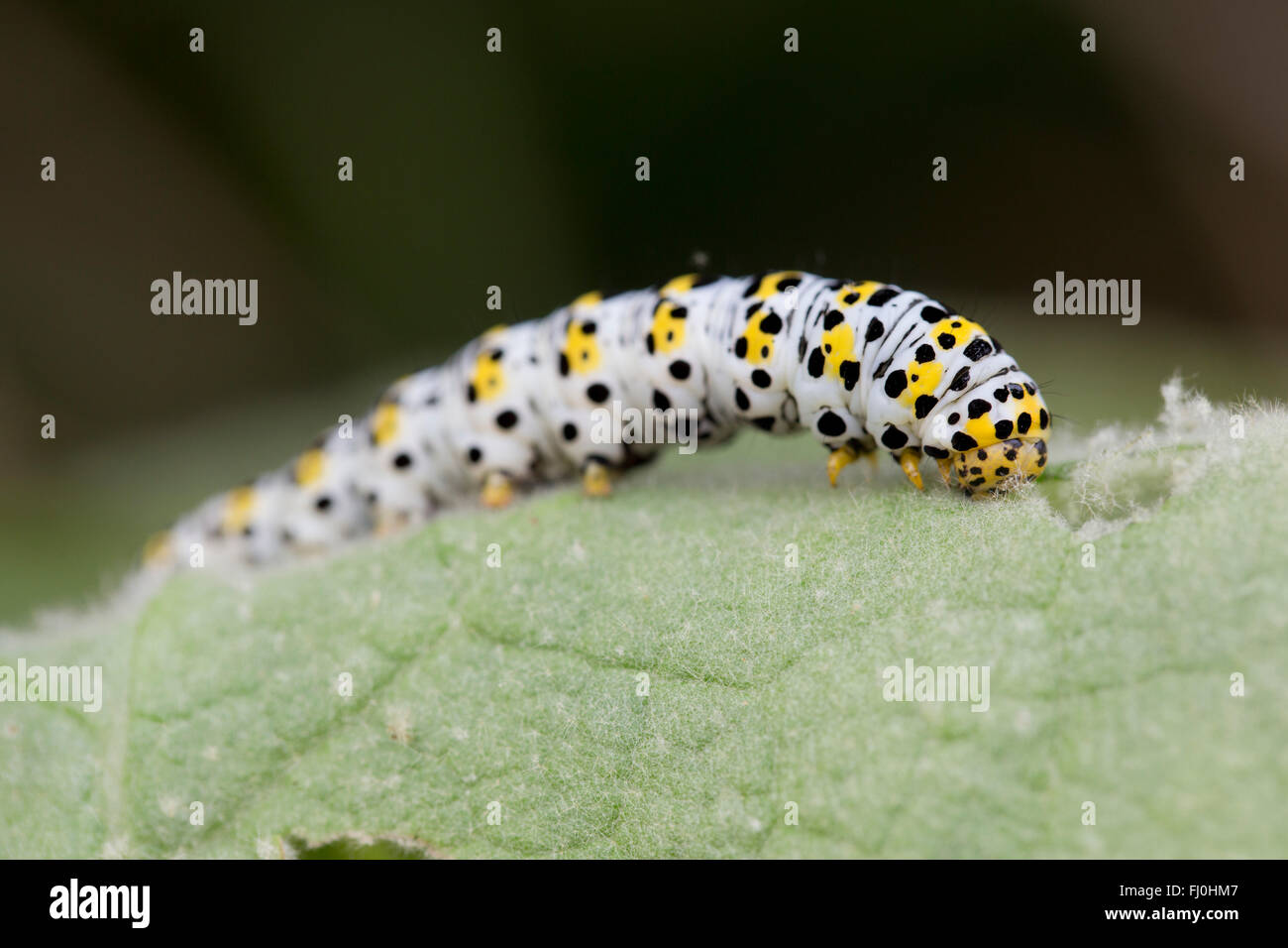 Mullein Moth ; Shargacucullia verbasci Caterpillar sur simple feuille de Molène Cornwall ; UK Banque D'Images