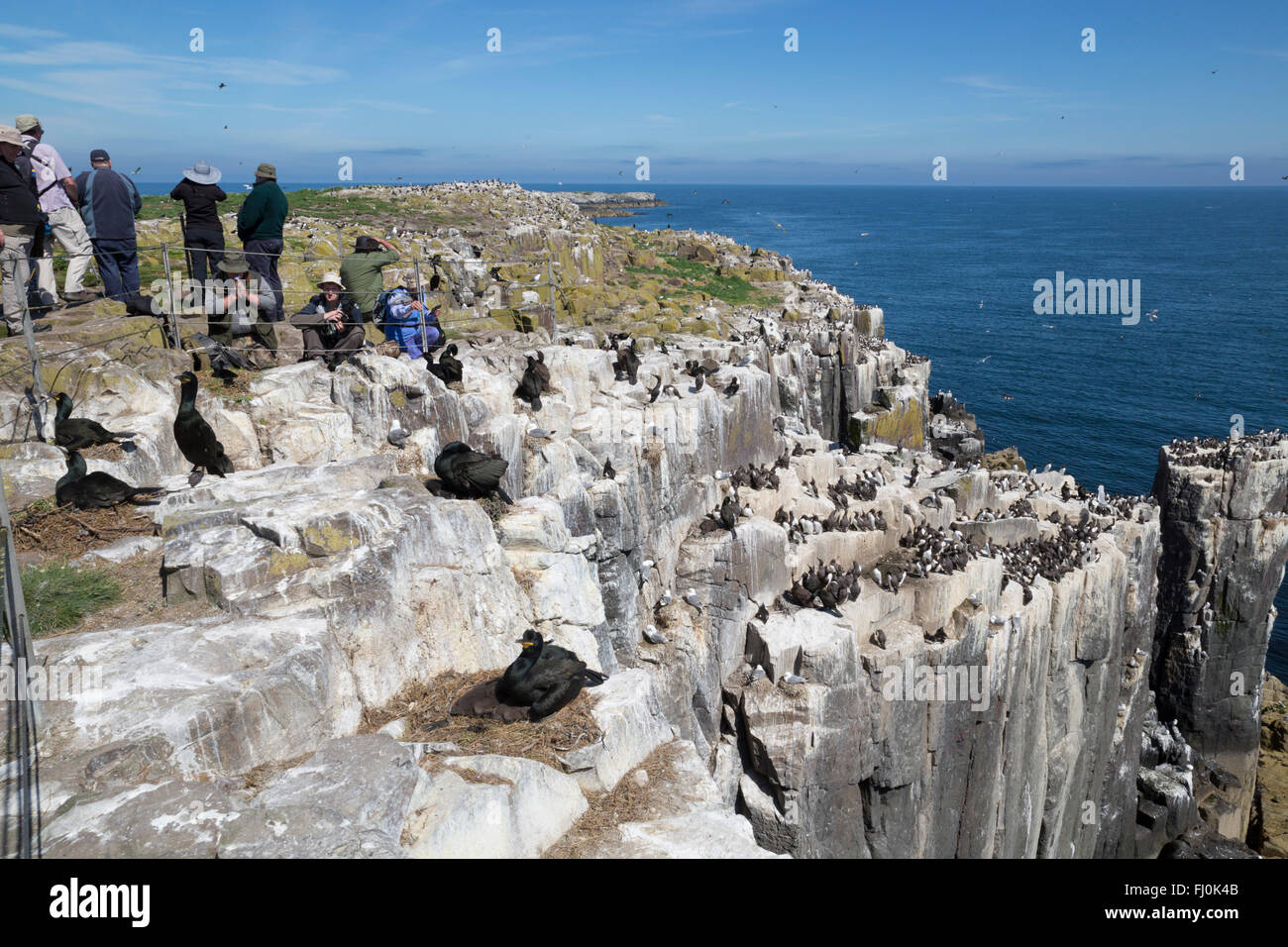 Shag Phalacrocorax aristotelis ; avec des photographes de la colonie ; Farne intérieure Farnes, UK Banque D'Images