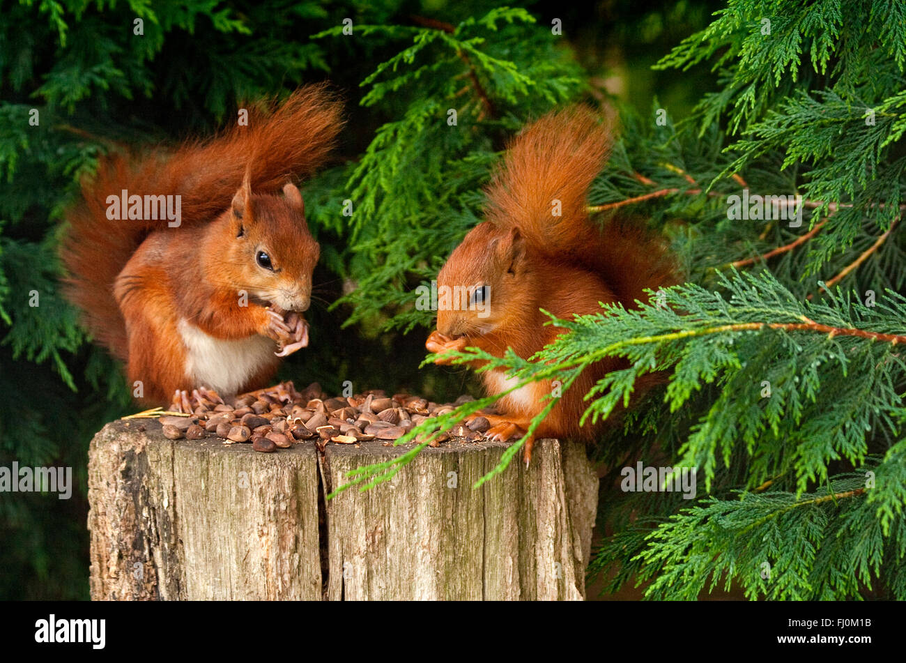 Écureuils roux (sciurus vulgaris) deux sur la souche d'arbre manger des noix entourées de branches de sapin vert contrastées. Élevés en captivité au centre de la faune. Banque D'Images