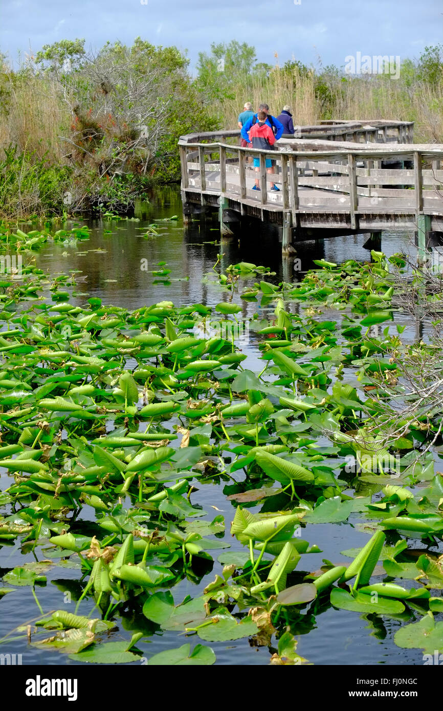 Anhinga trail parc national des Everglades en Floride Banque D'Images