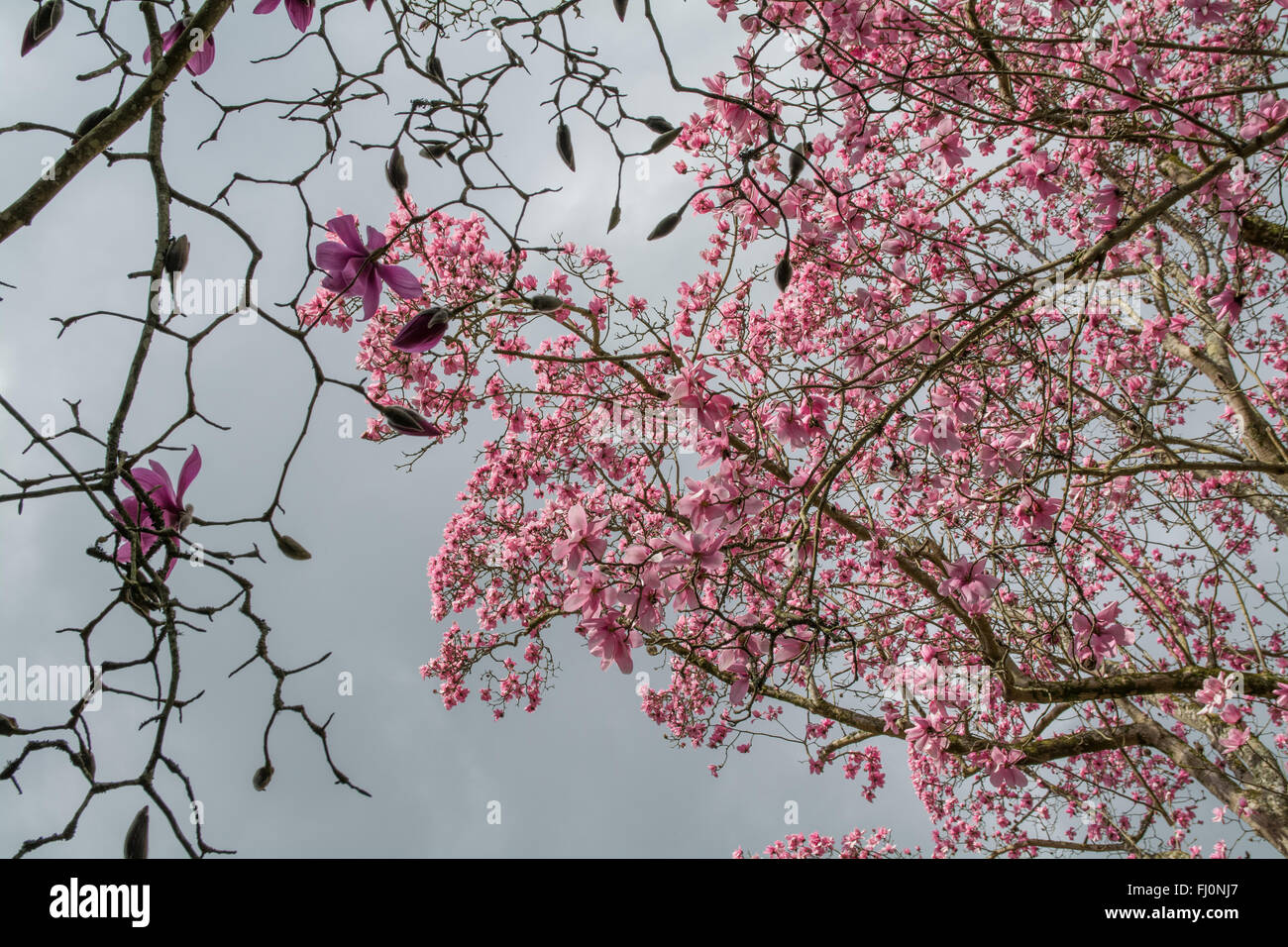 Magnolia à fleurs roses du dessous contre un ciel gris Banque D'Images