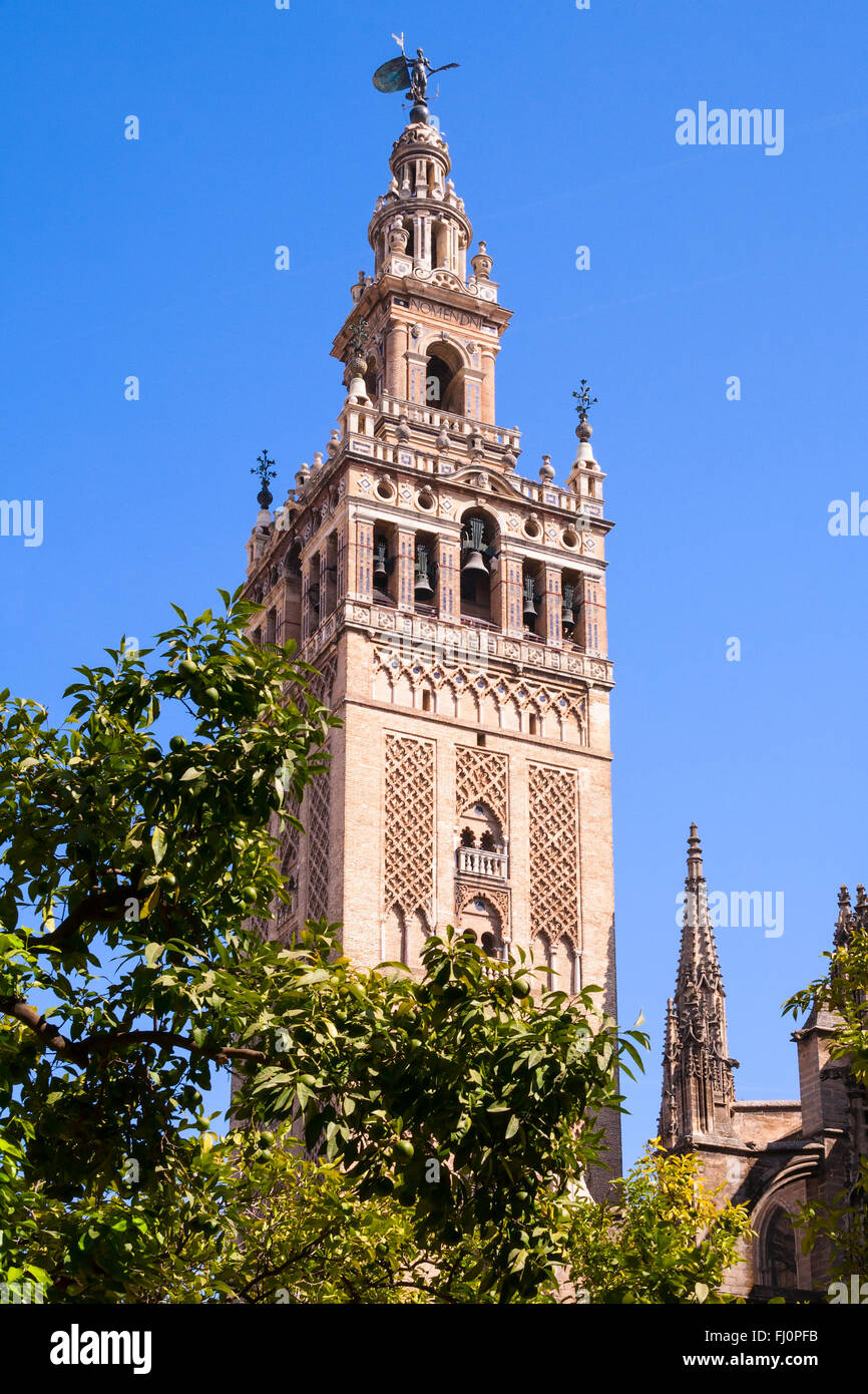 Belle giralda cathédrale dans la ville de Séville Banque D'Images