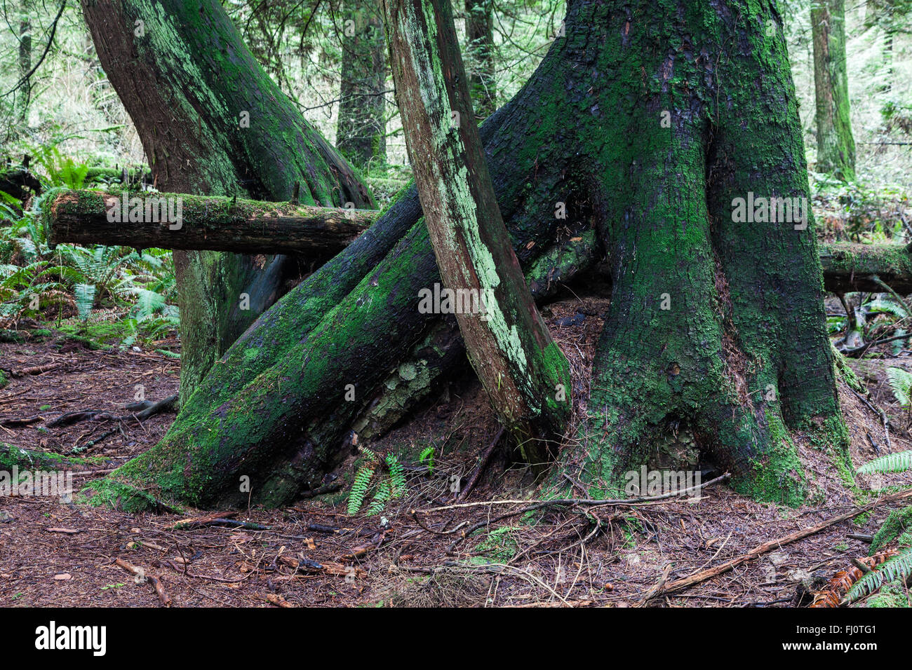 Les arbres situés hors de la demeure d'un tronc d'arbre en décomposition dans une forêt pluviale tempérée Banque D'Images