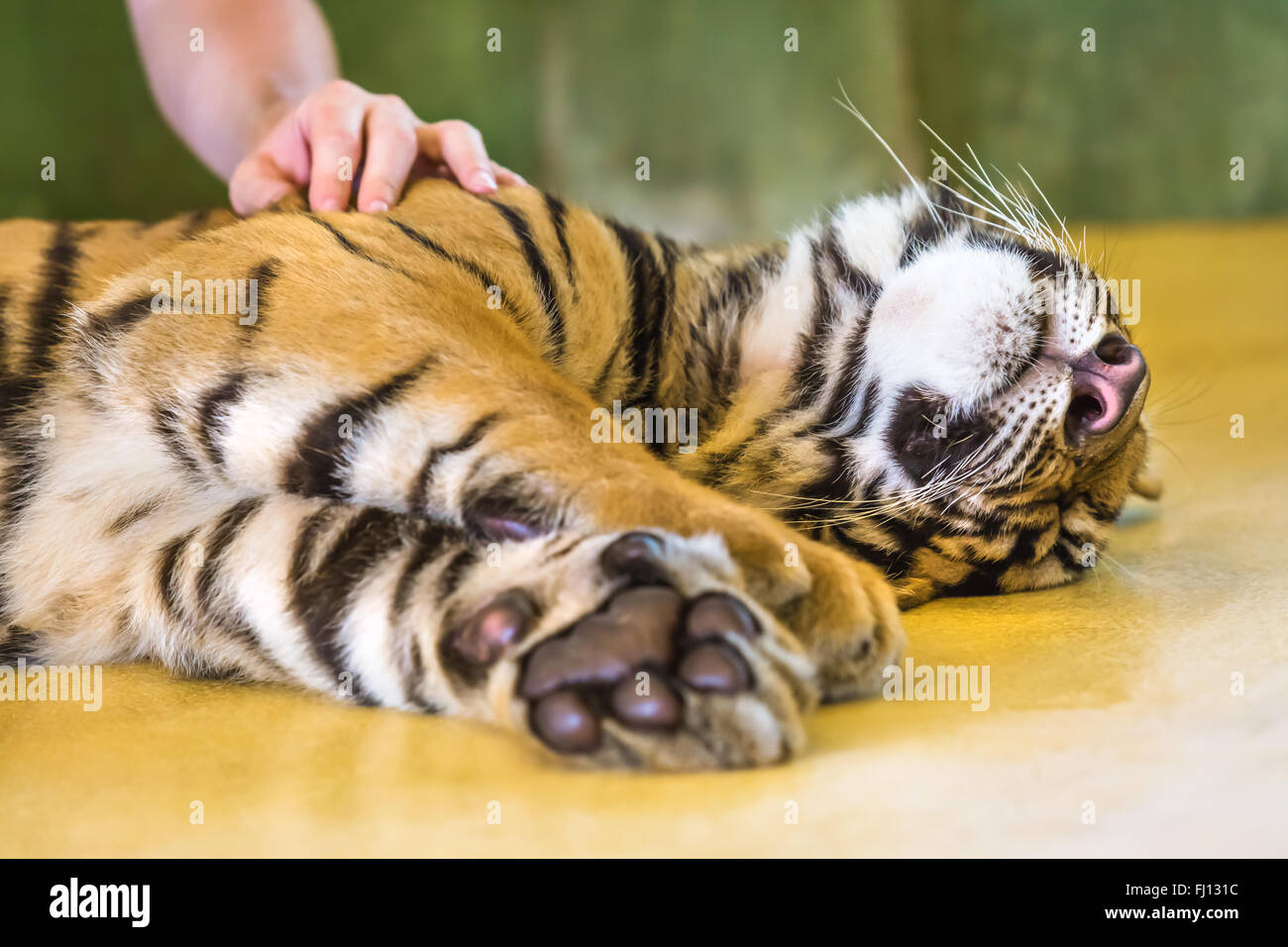 Cute little tiger Banque D'Images