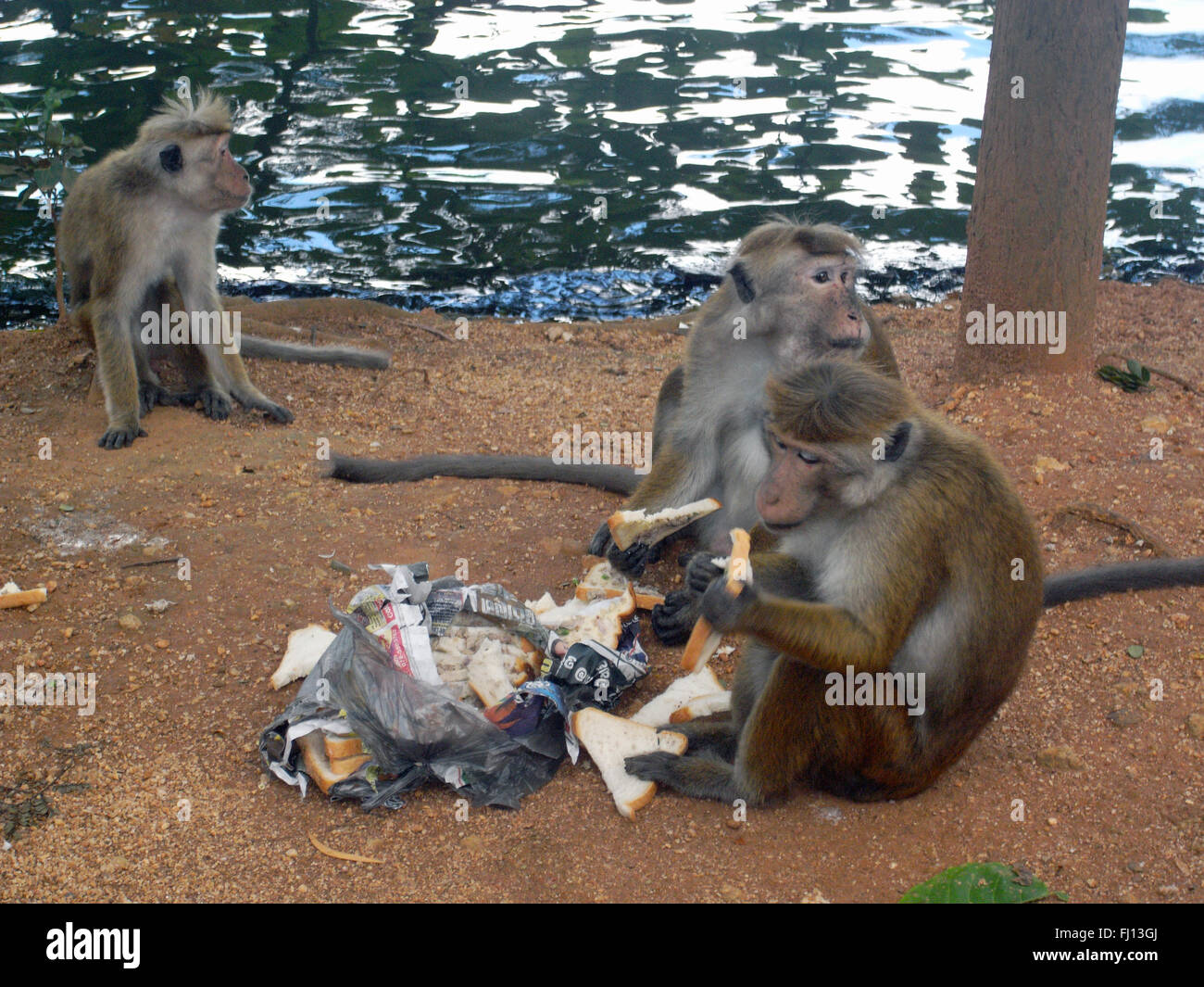 Toque macaque (Macaca sinica) ont volé et mangé des sandwiches de quelqu'un, le lac de Kandy, Kandy, Sri Lanka Banque D'Images