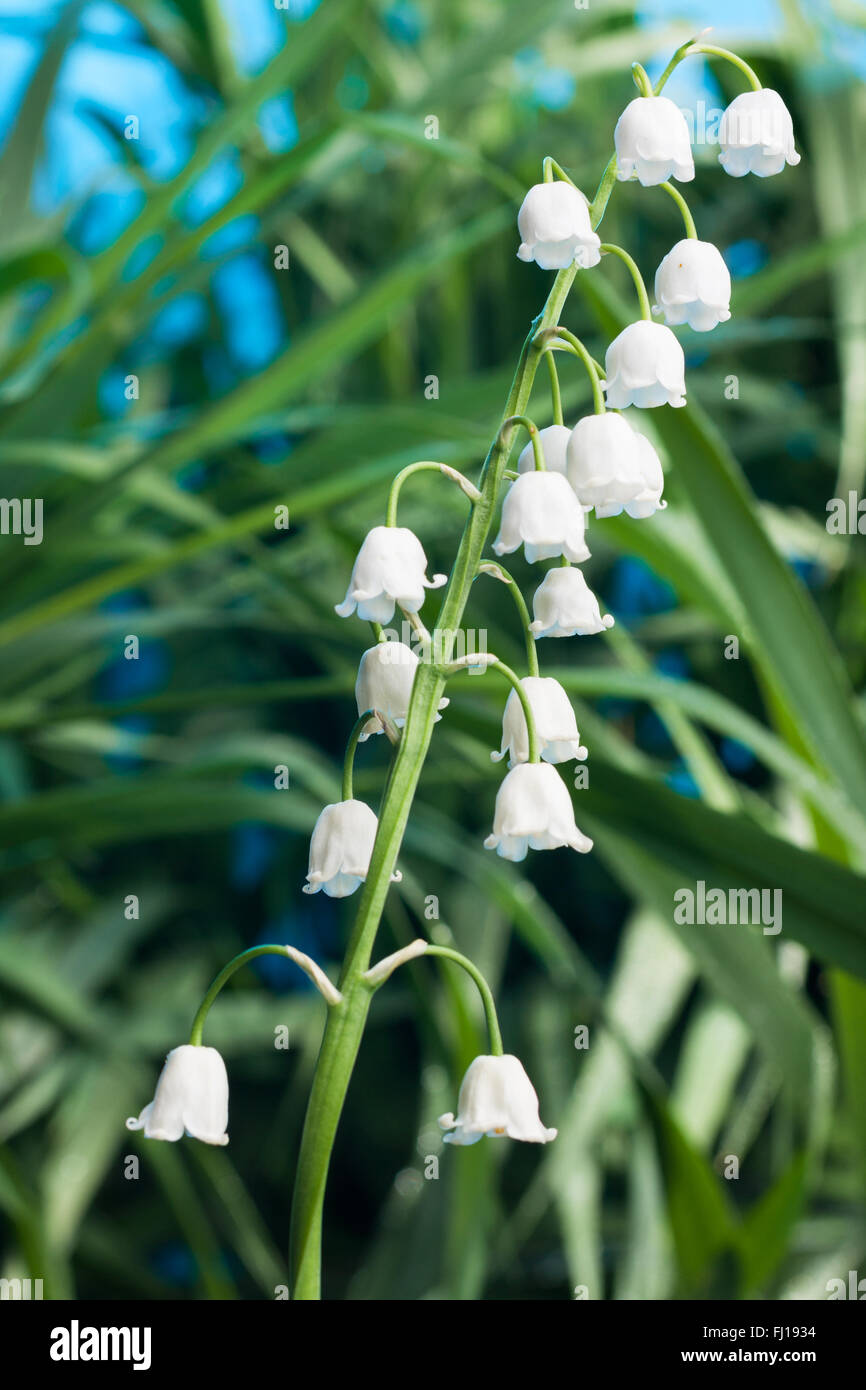 Belle fleur blanche cloches sur l'arrière-plan de l'herbe verte Banque D'Images