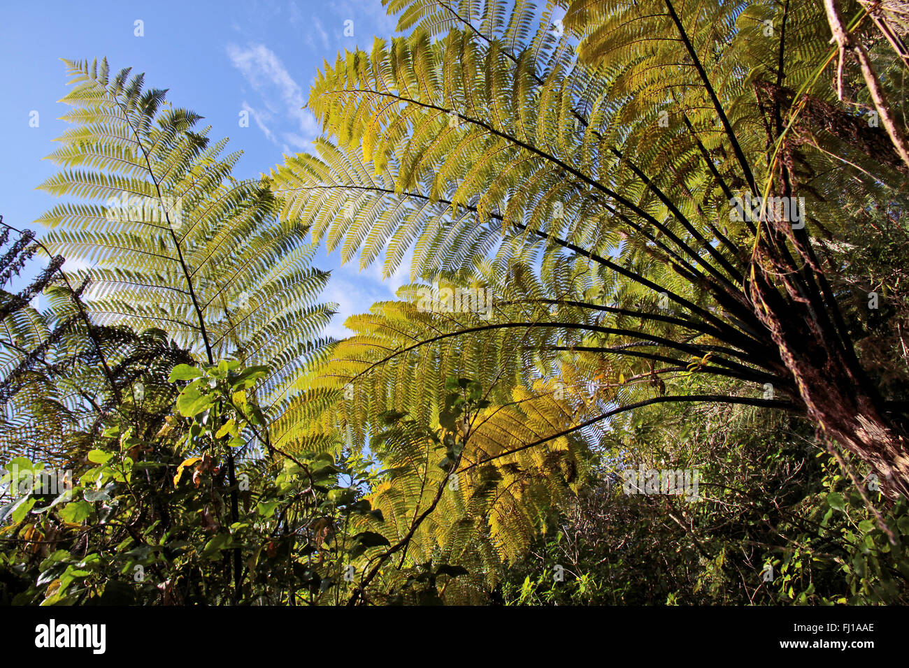 Fern arbres dans le parc national Abel Tasman, Nouvelle-Zélande Banque D'Images